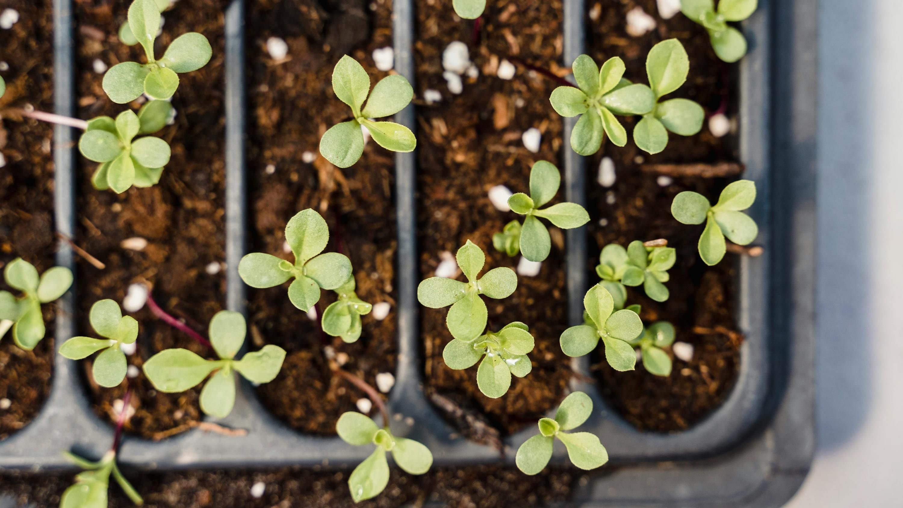 Деякі рослини можна садити вже у лютому
