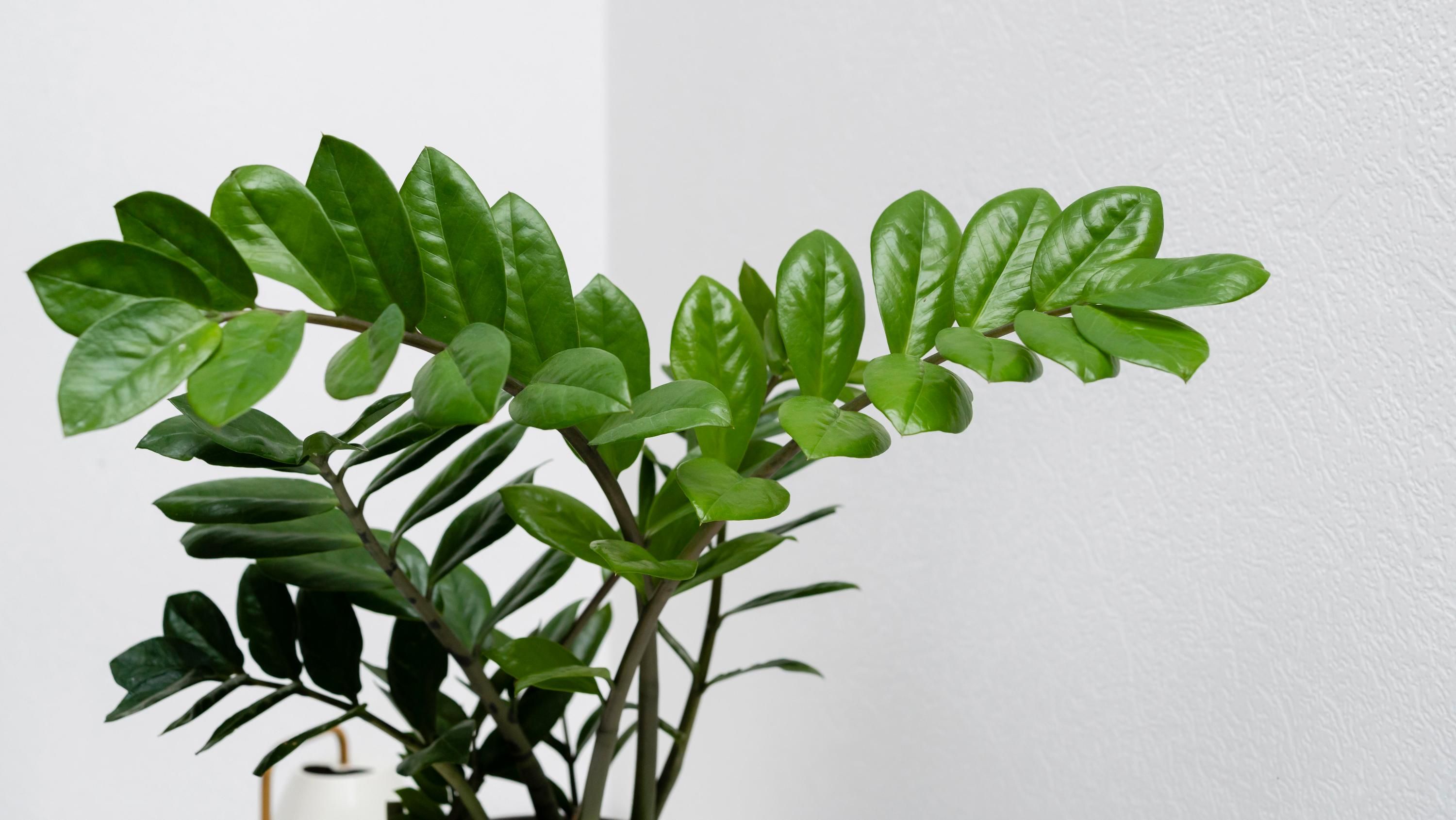 Рост замиокулькаса легко ускорить