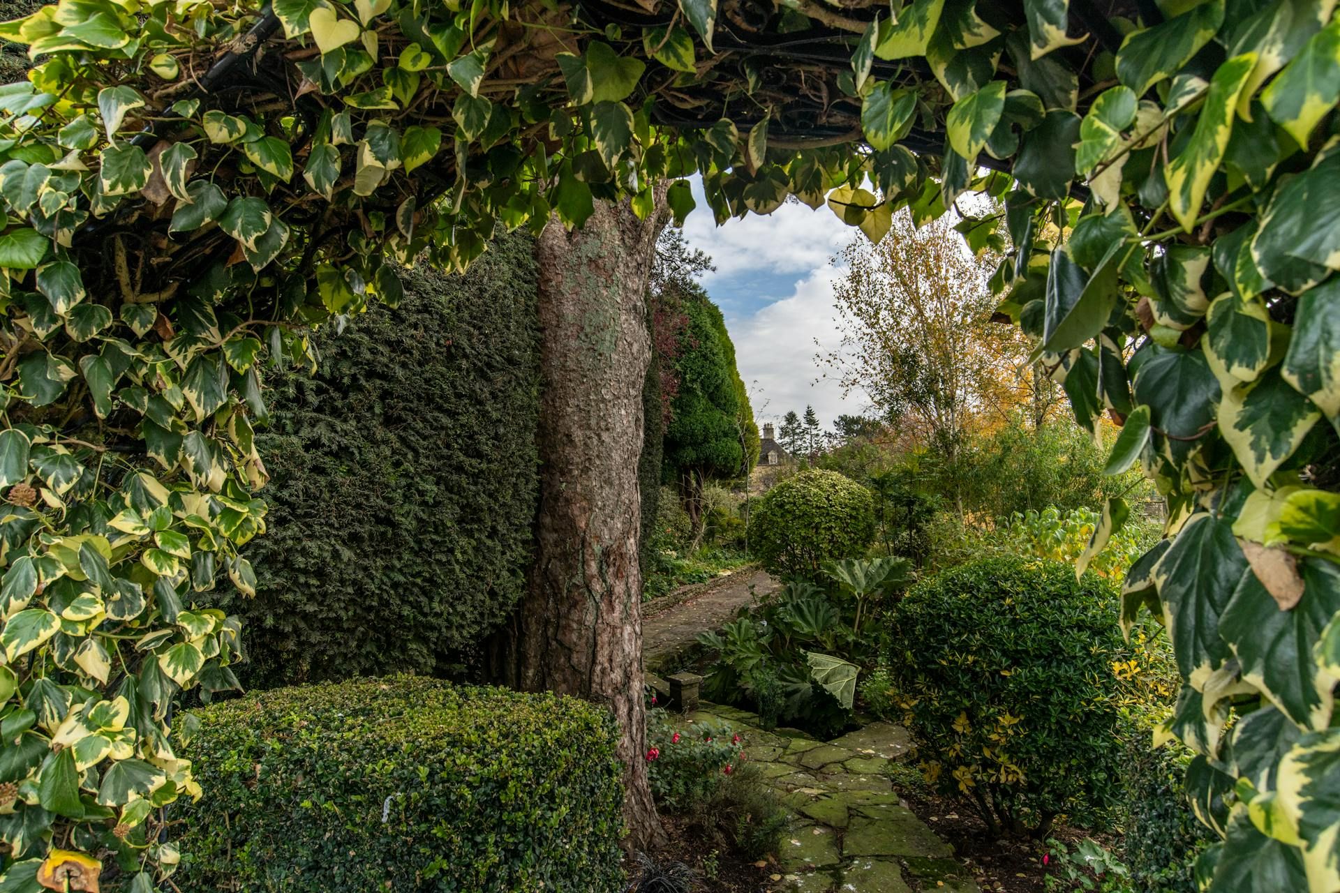 Растения для двора следует выбирать очень внимательно