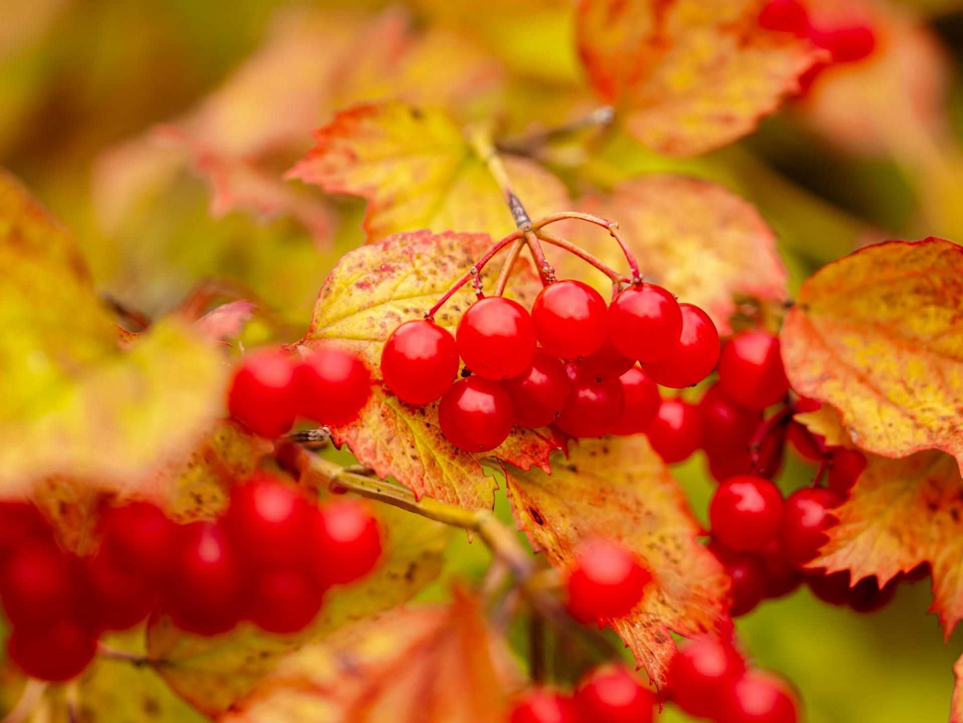Калину сажать возле дома не стоит