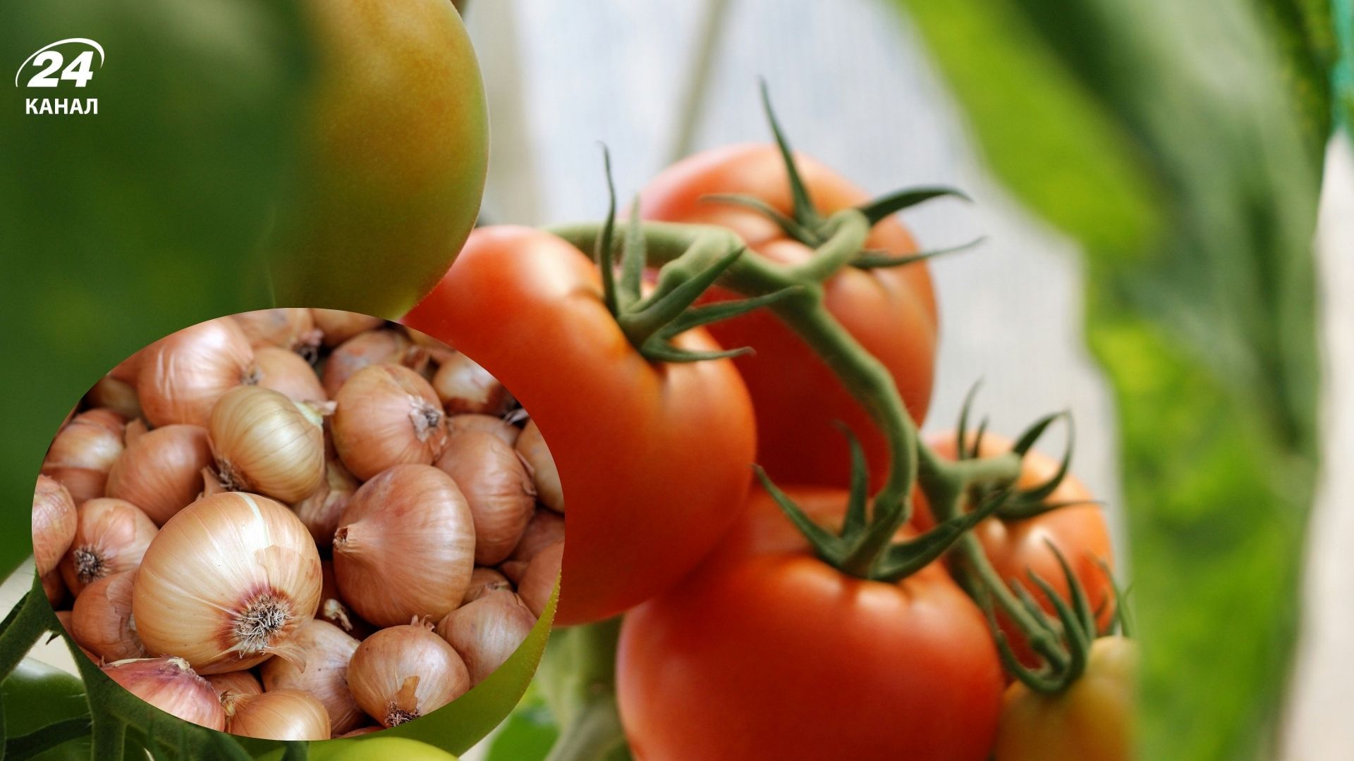 Що посадити поруч з помідорами