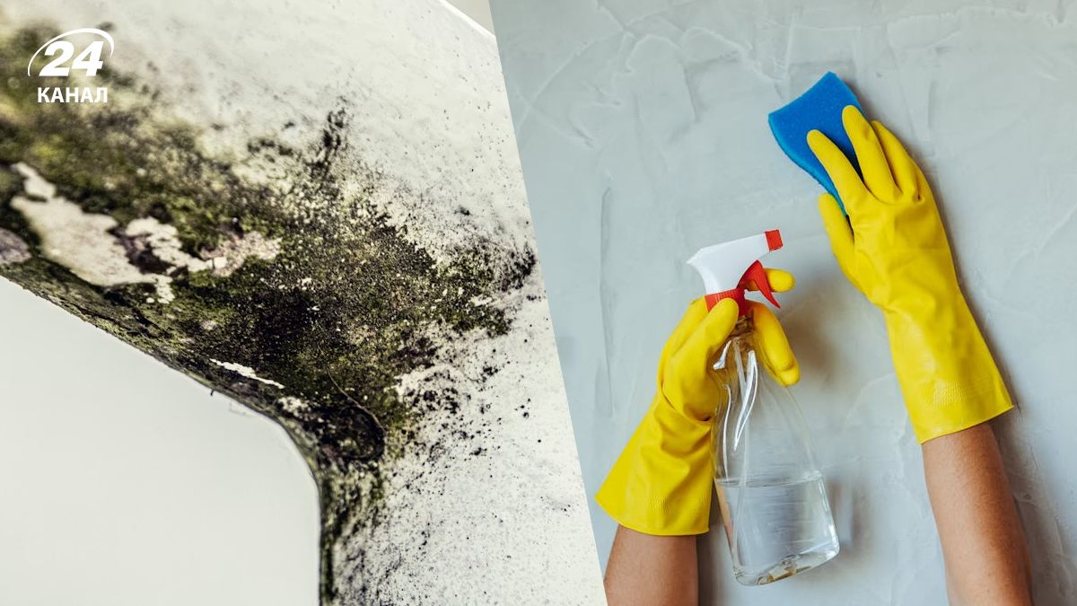 Плісняви можна швидко позбутися завдяки кухонній дрібничці