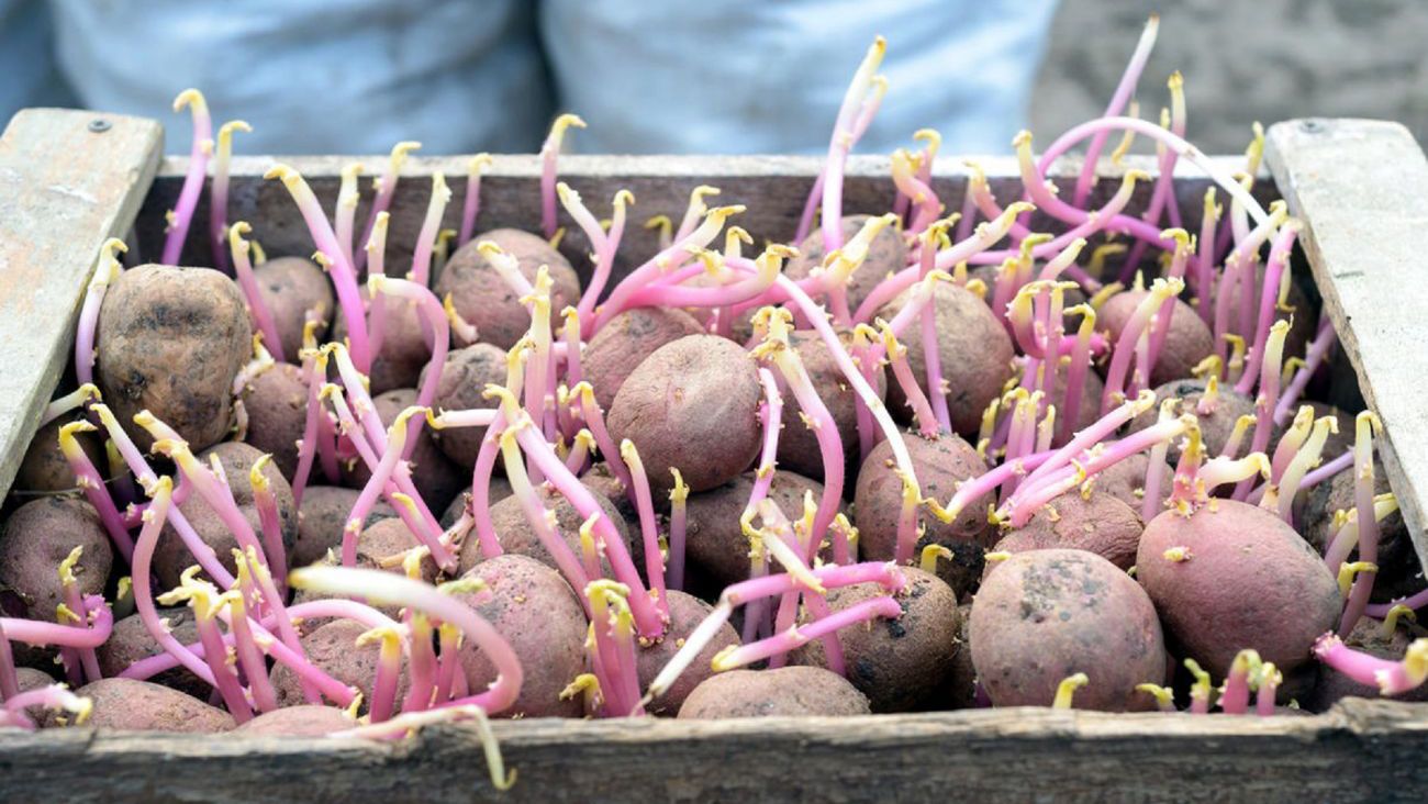 Не варто допускати картоплю до проростання