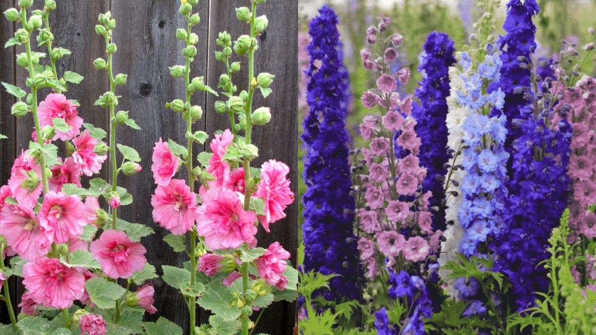 Список растений, которые возвращаются в моду в 2026 году