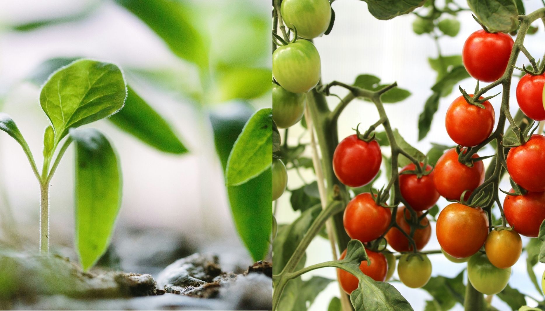 Що посадити на балконі