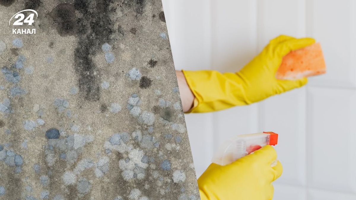 От плесени можно легко избавиться