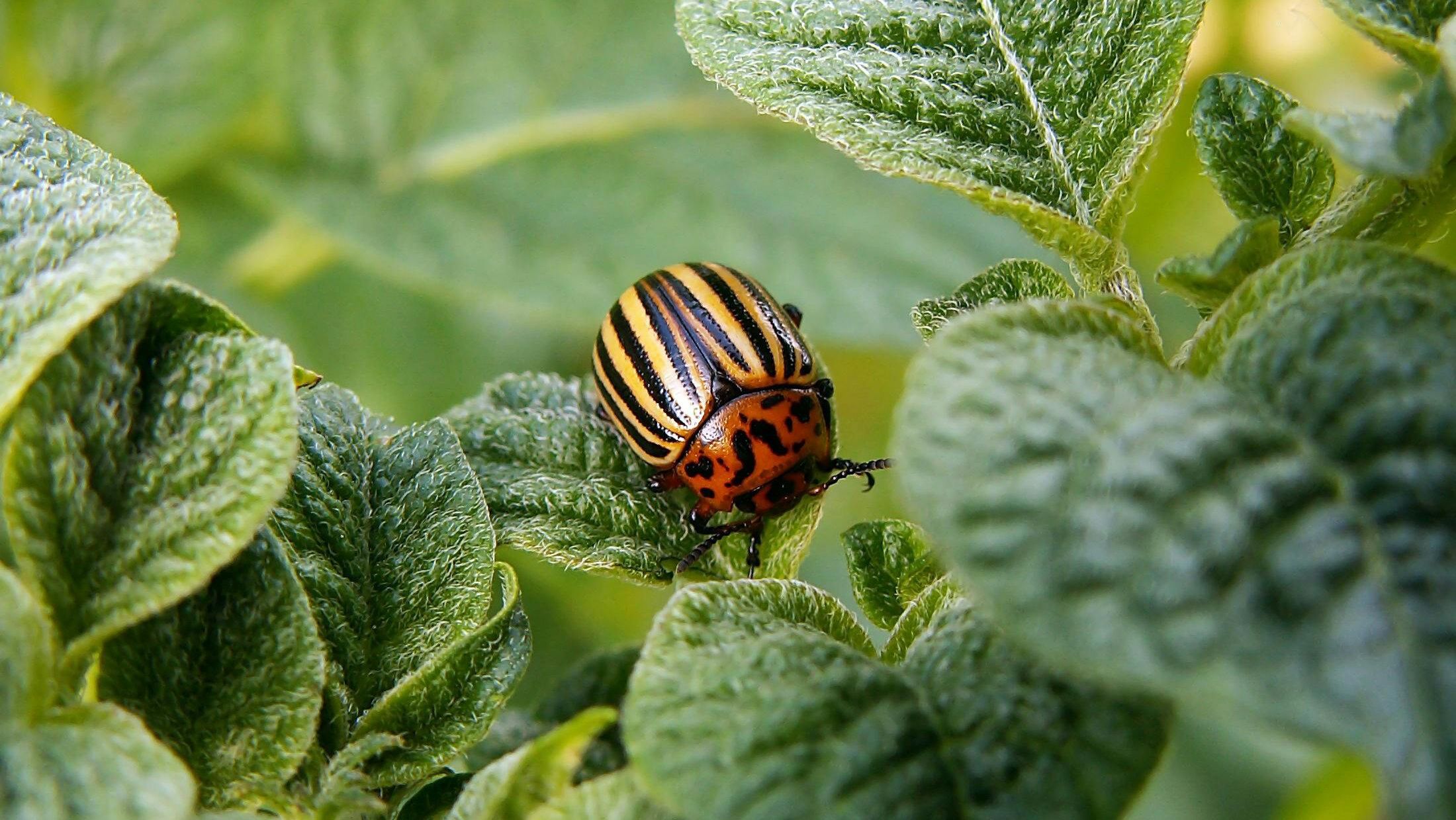 Некоторые растения отпугивают колорадских жуков