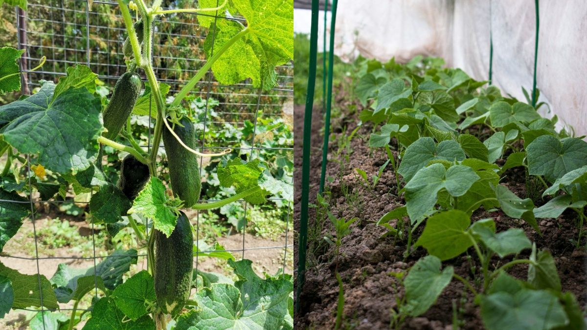 Названо лучшее время для посева огурцов Названо лучшее время для посева огурцов