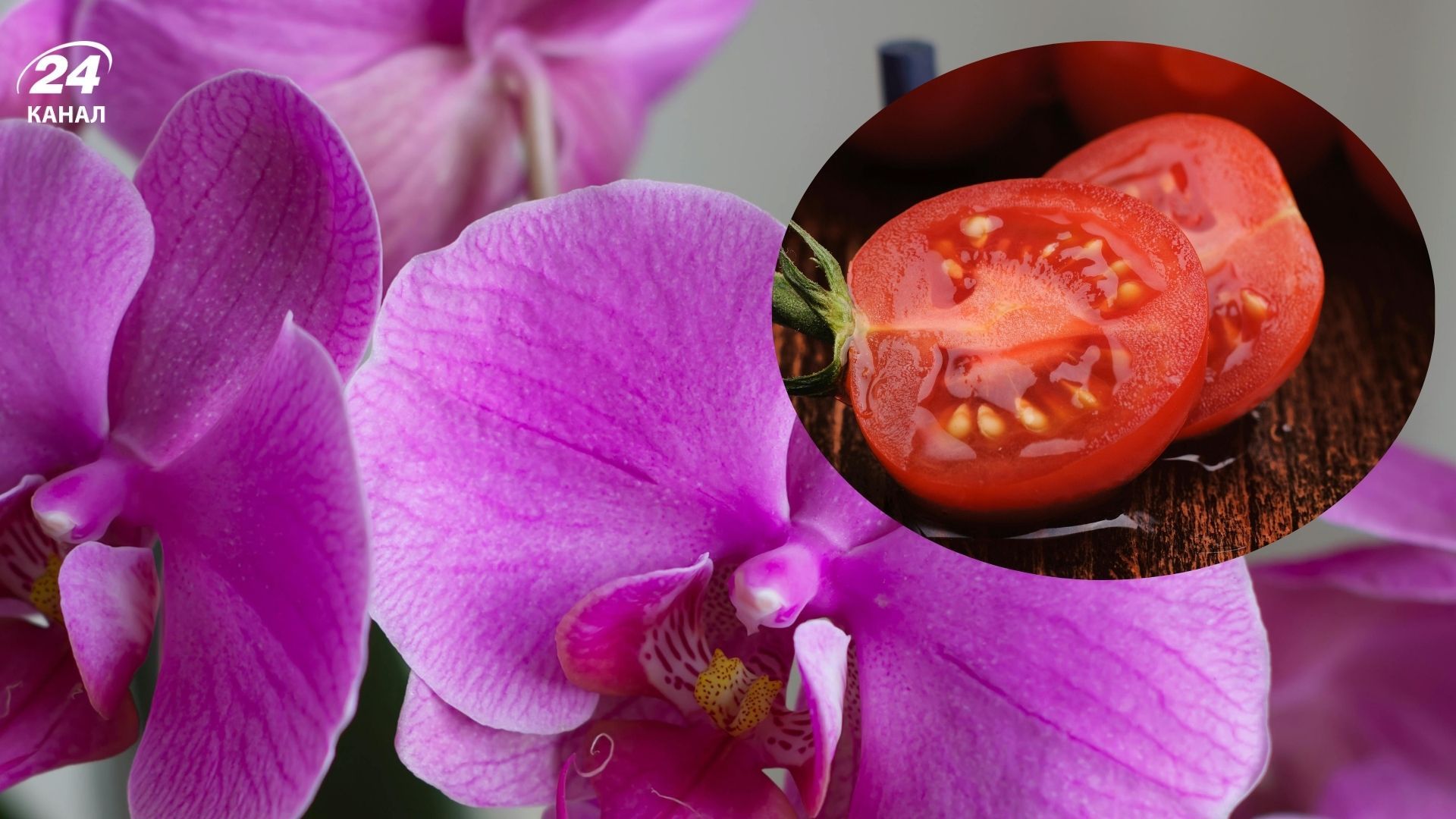 Помидор поможет орхидее зацвести Помидор поможет орхидее зацвести