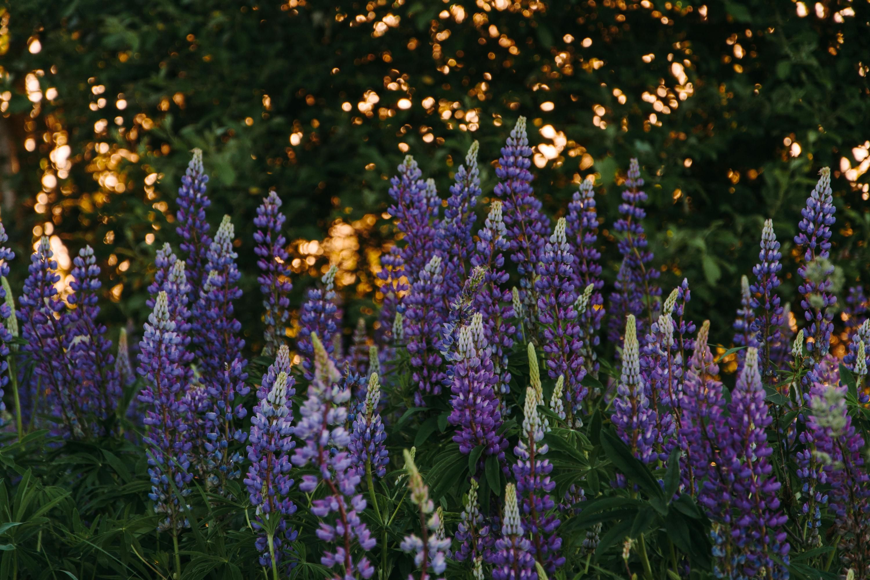 Люпин может улучшить рост других культур Люпин может улучшить рост других культур