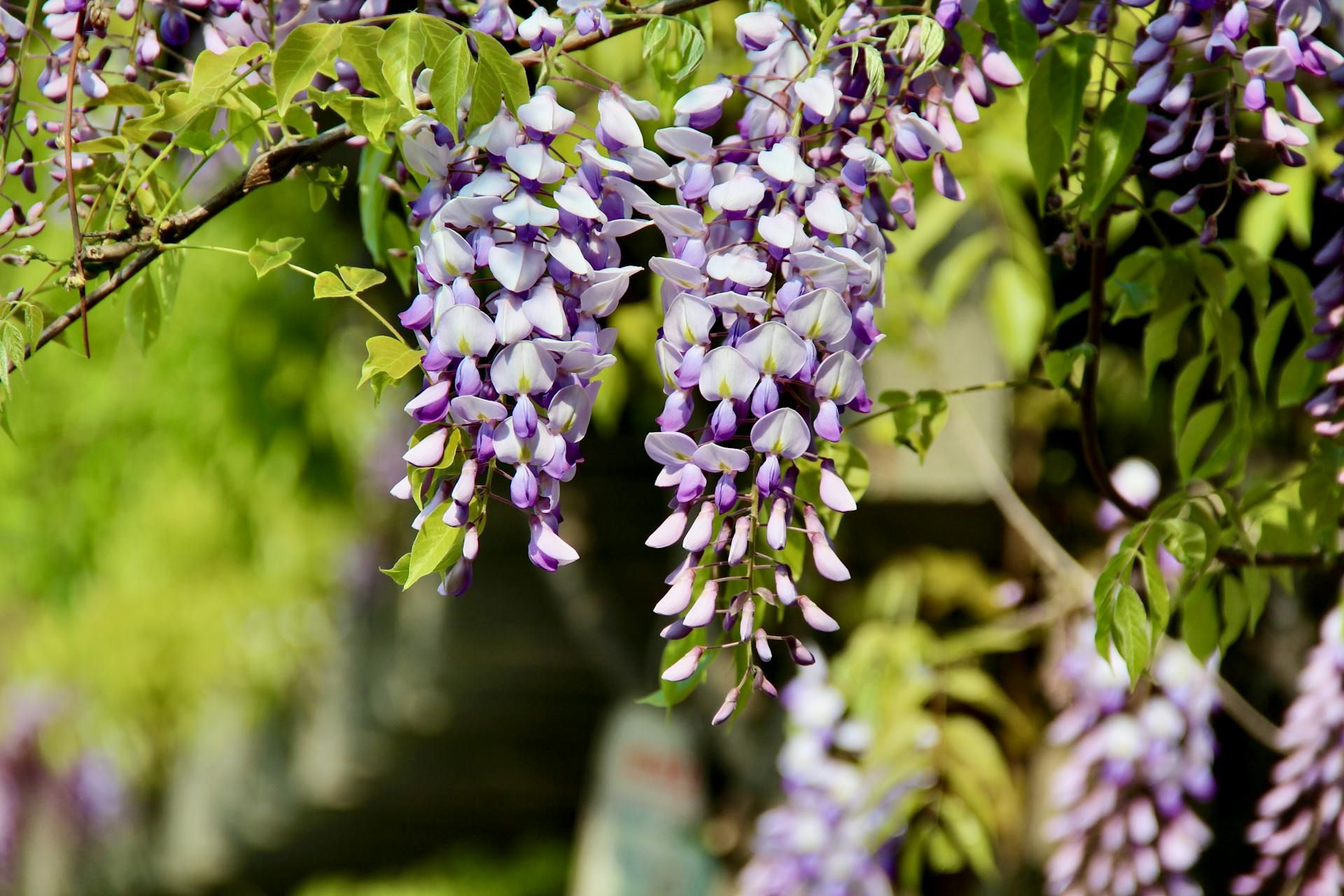 Несколько инвазивных растений могут быть опасными для сада Несколько инвазивных растений могут быть опасными для сада