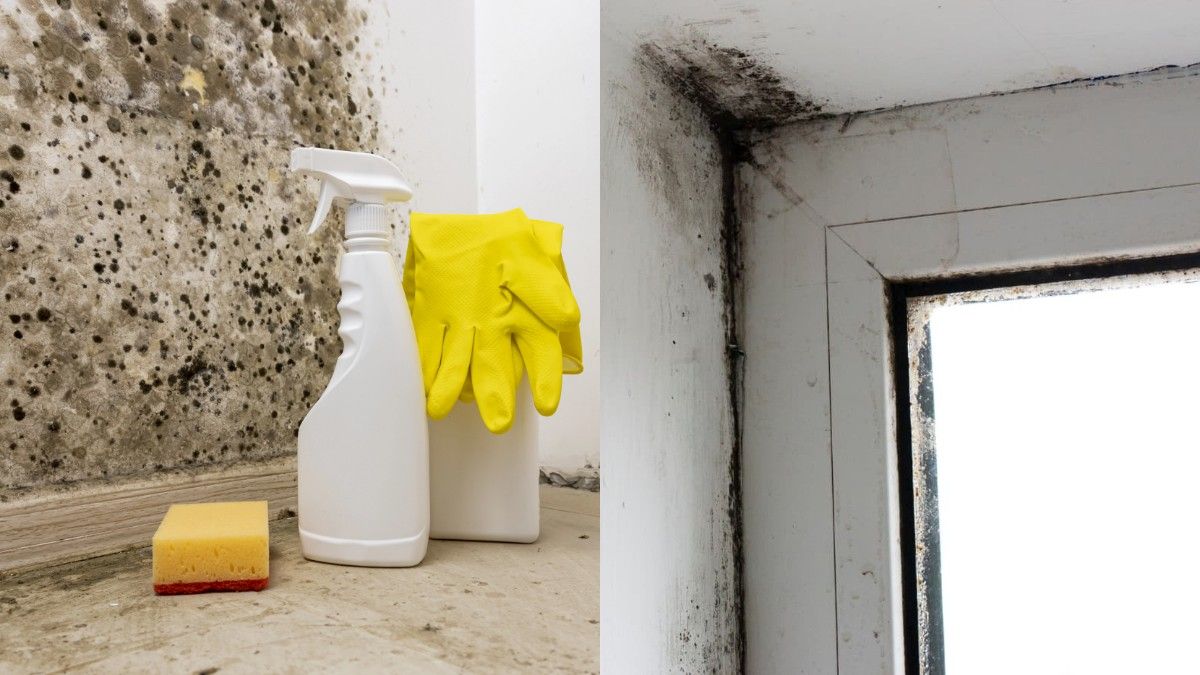 Простий спосіб виведення плісняви Простий спосіб виведення плісняви