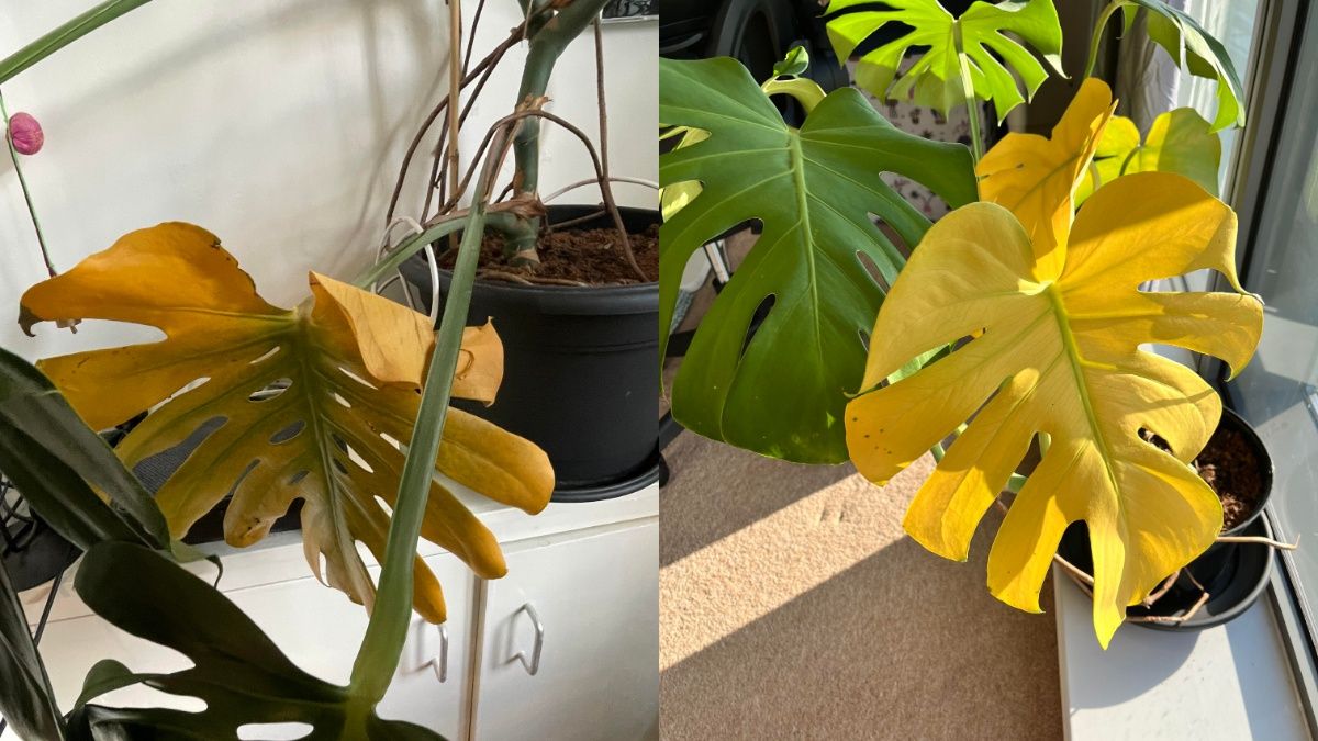 Листя може жовтіти з кількох причин Листя може жовтіти з кількох причин