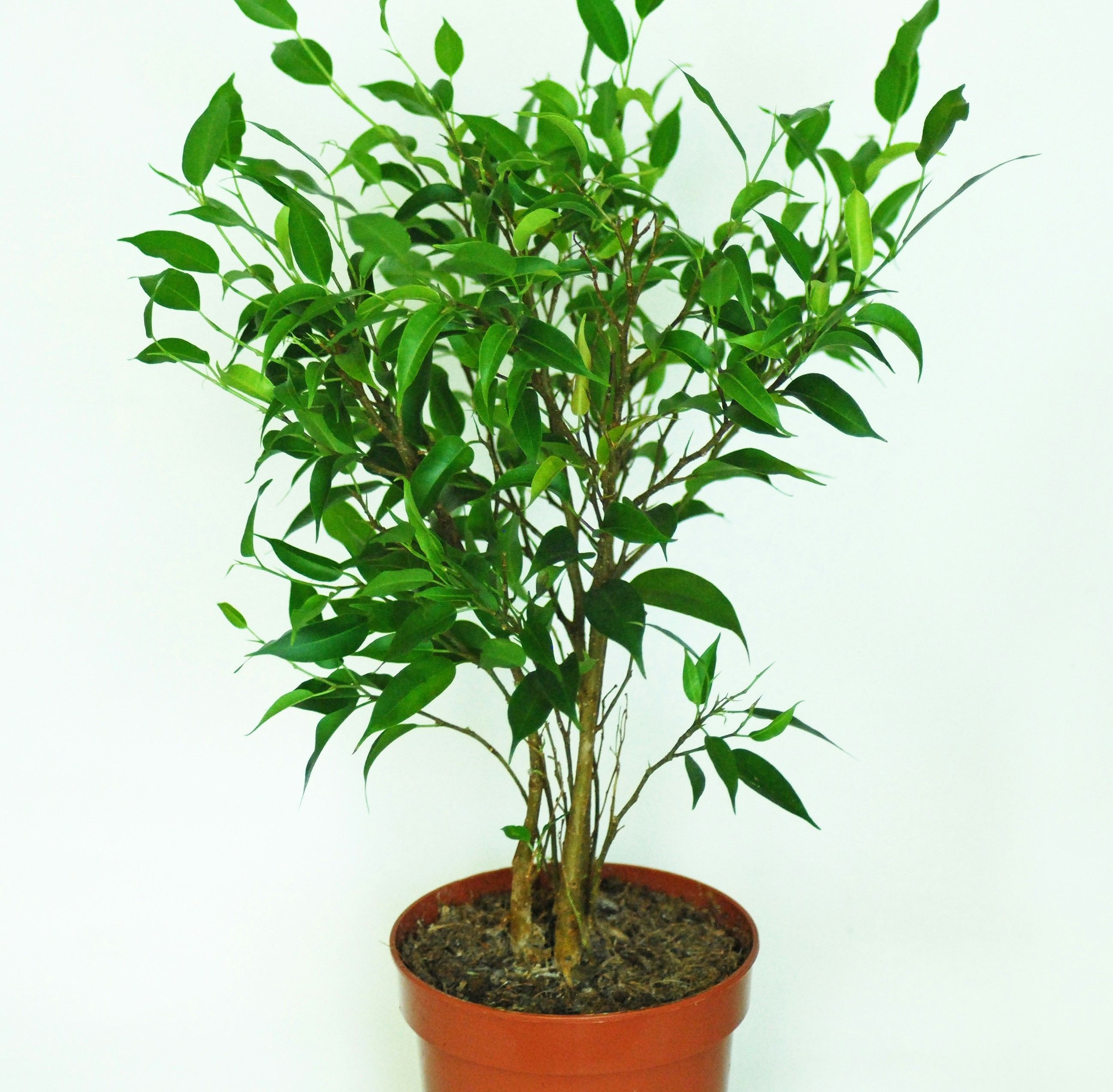 Как ухаживать за фикусом Как ухаживать за фикусом