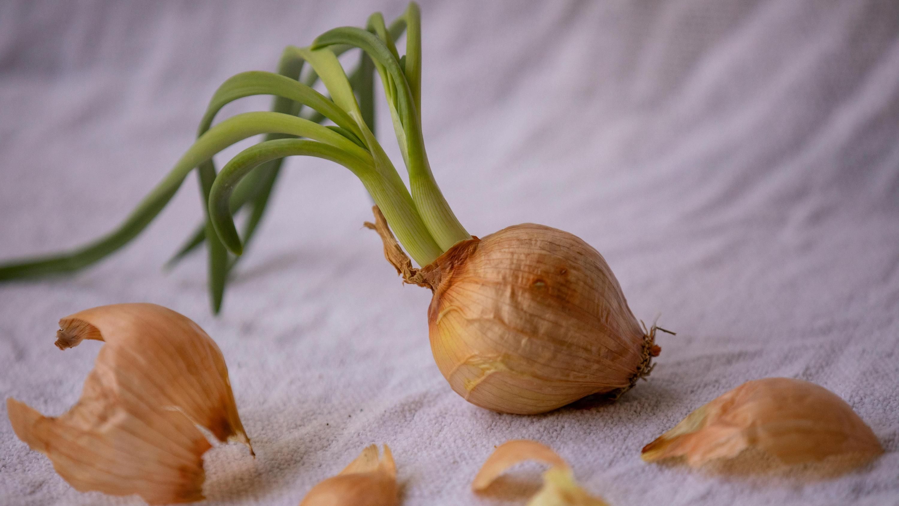 Луковая шелуха является полезным удобрением