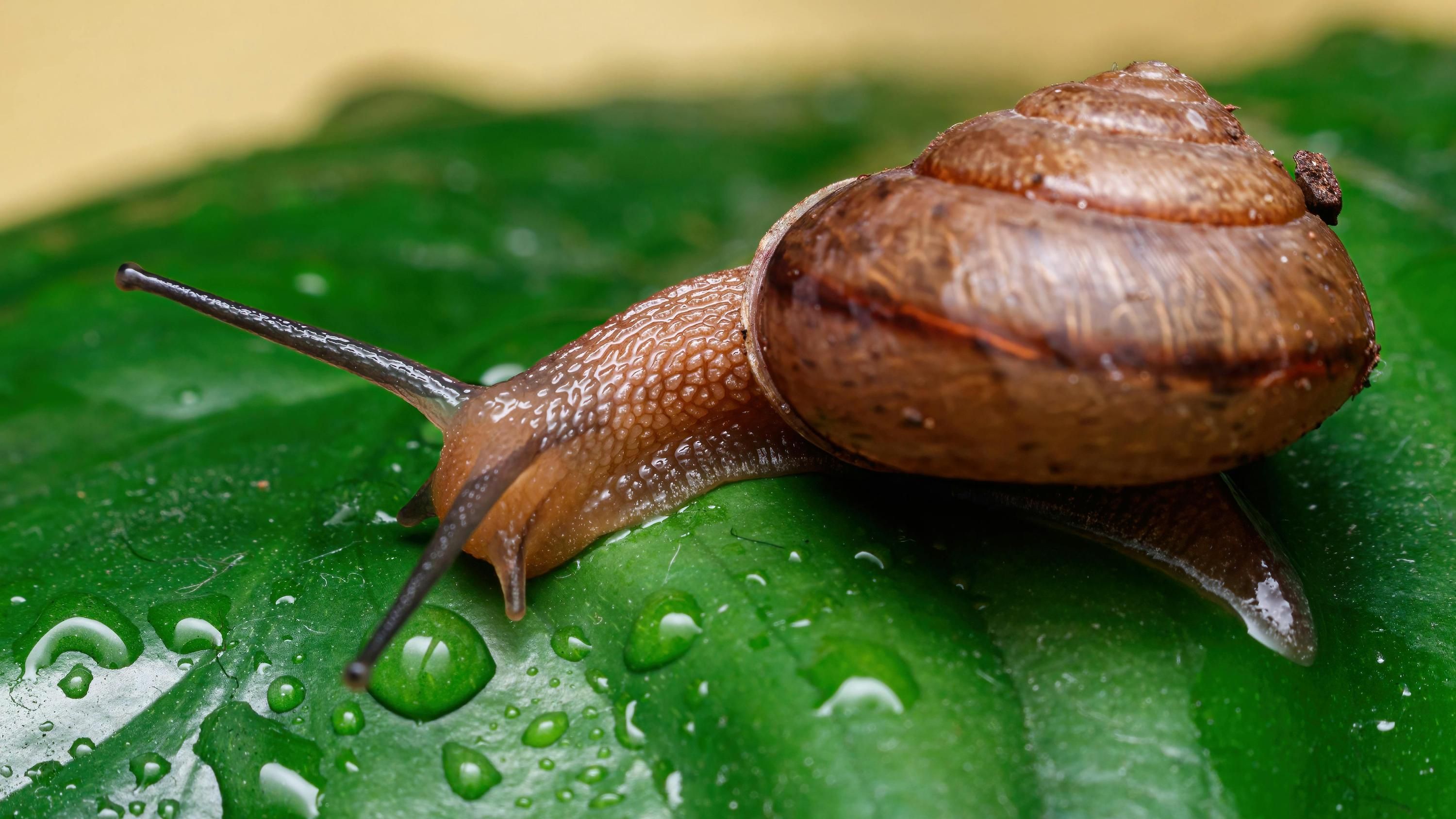 Кофе способен отпугнуть слизней с огорода