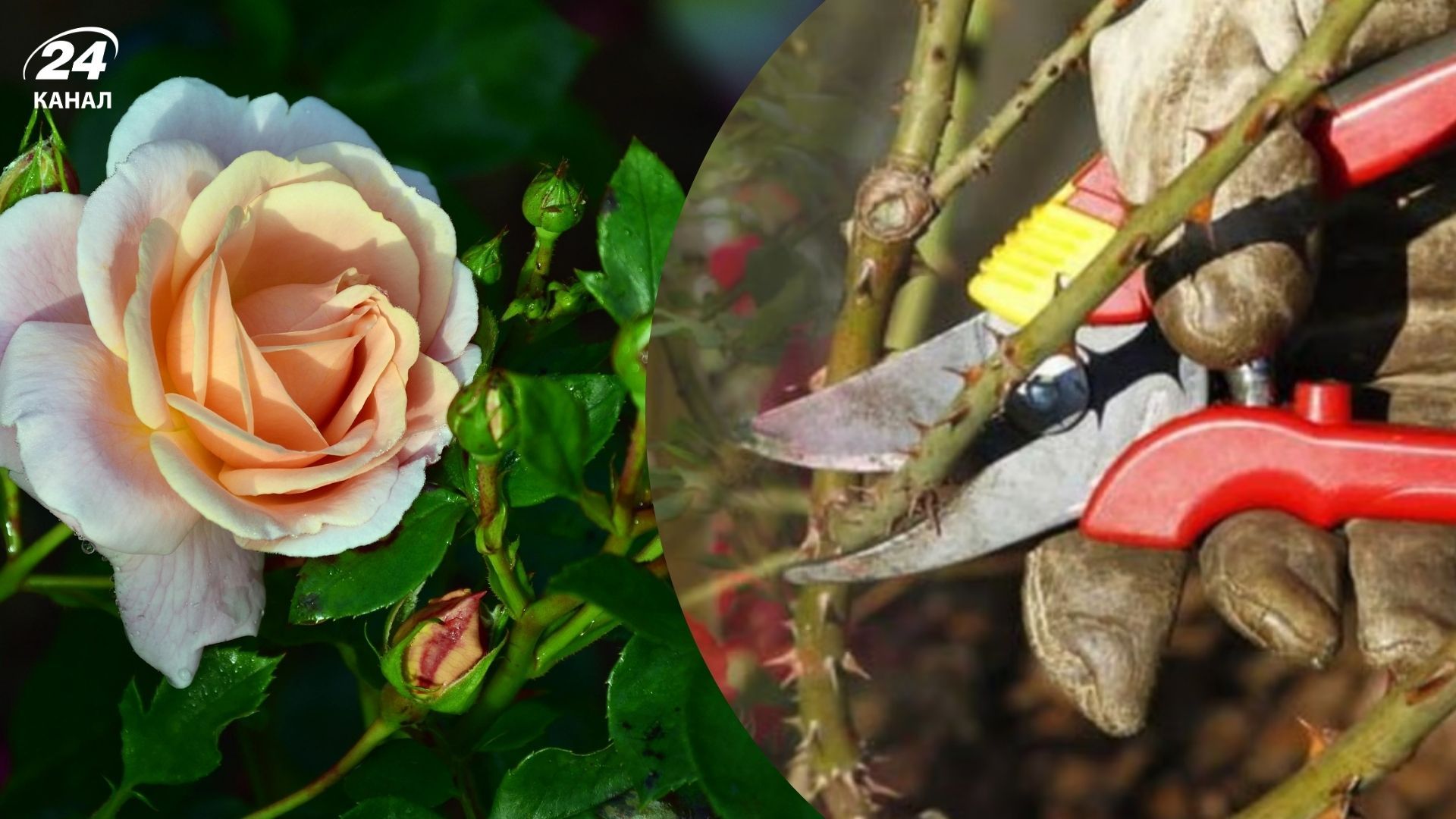 В начале сезона розы необходимо обработать В начале сезона розы необходимо обработать