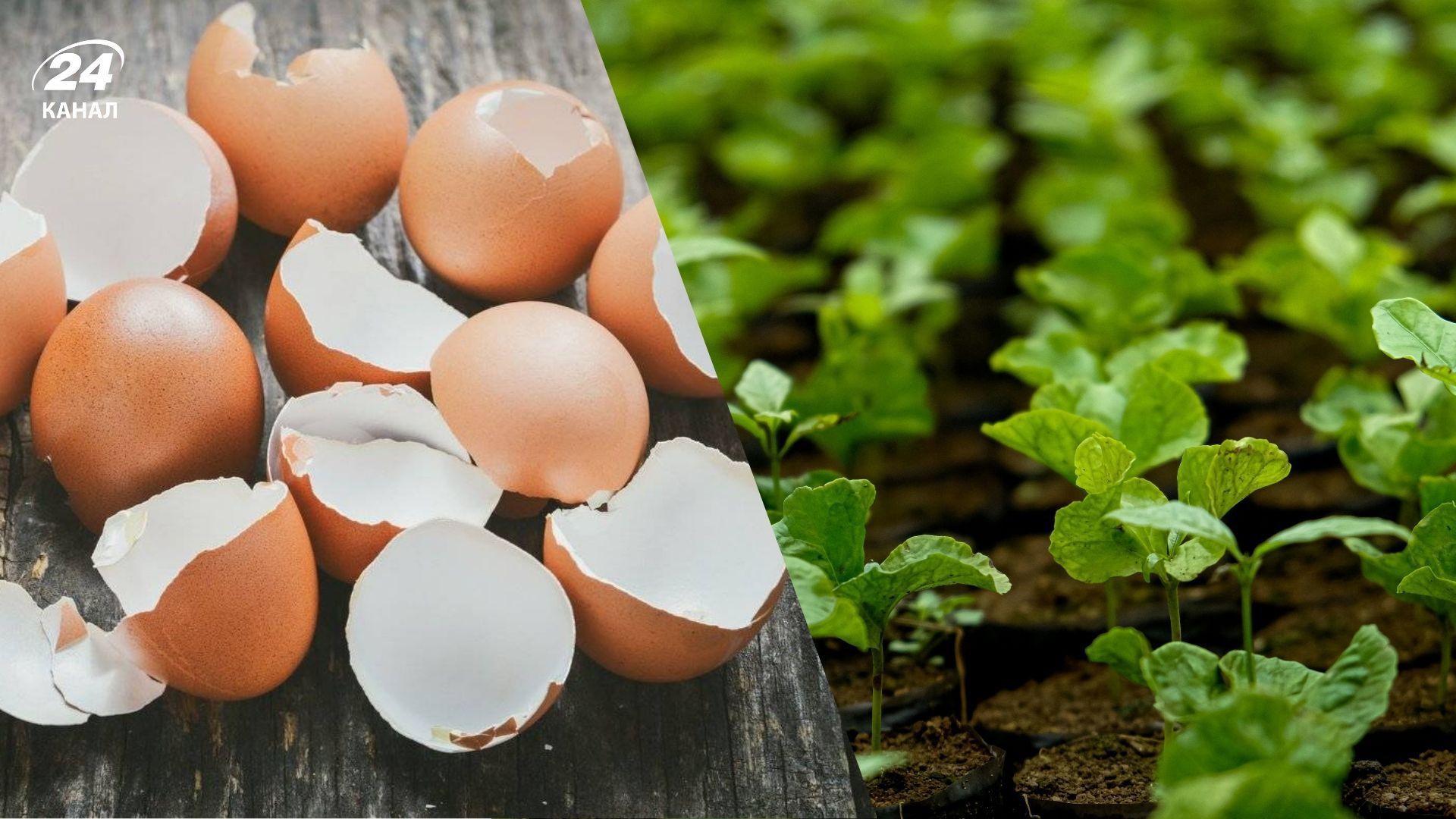 Яєчна шкаралупа є корисним добривом для рослин Яєчна шкаралупа є корисним добривом для рослин