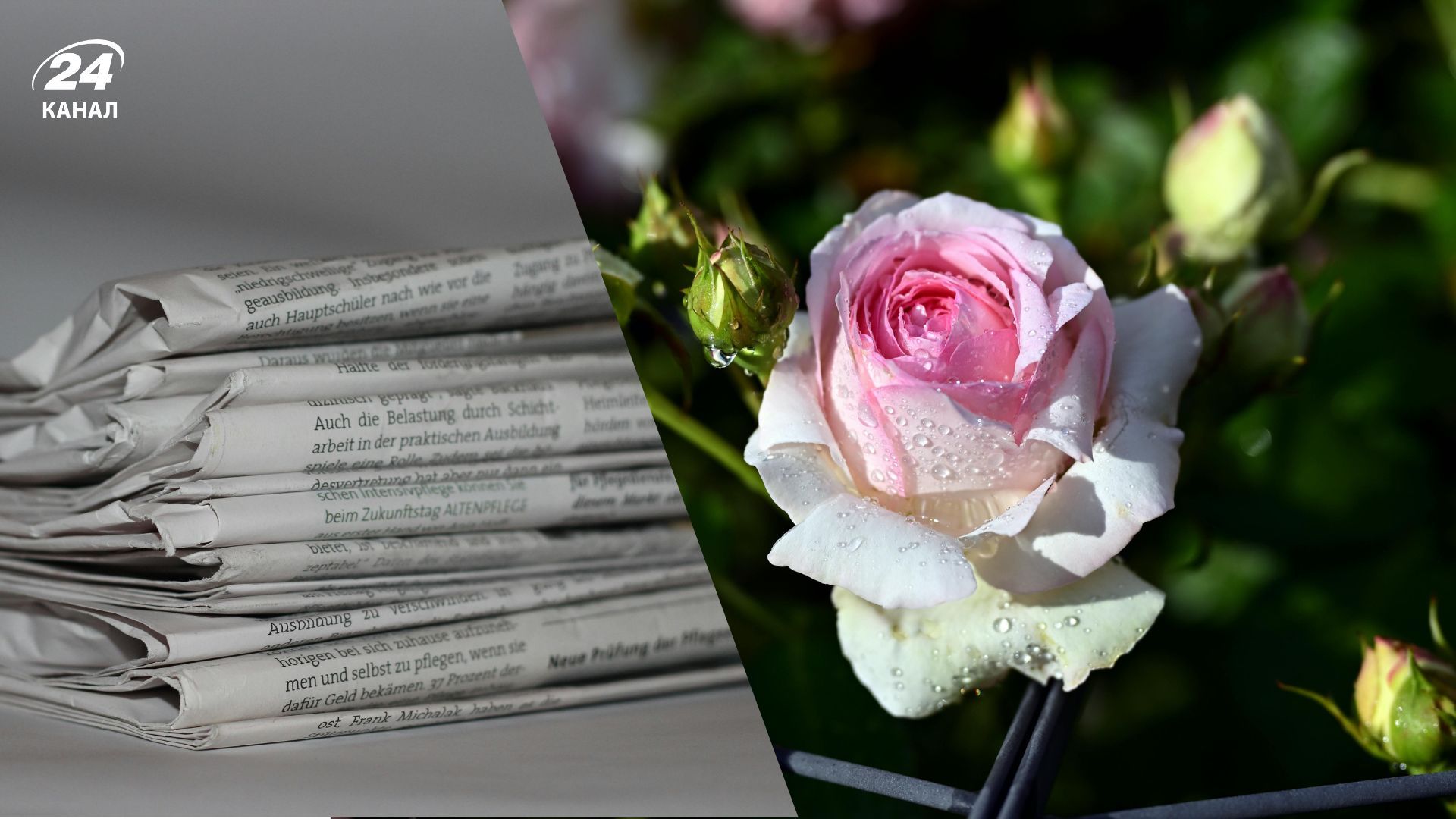 В феврале необходимо замульчировать кусты розы