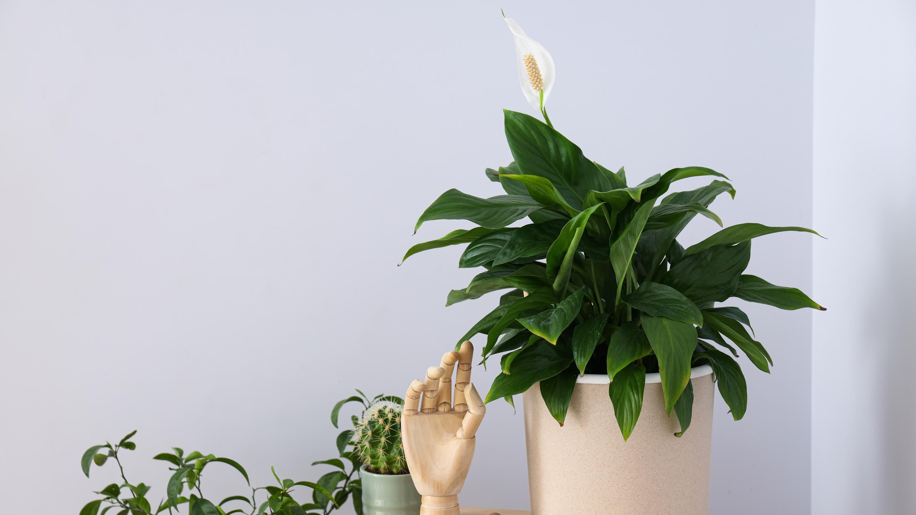 Комнатные растения способны хорошо расти даже в ванной Комнатные растения способны хорошо расти даже в ванной