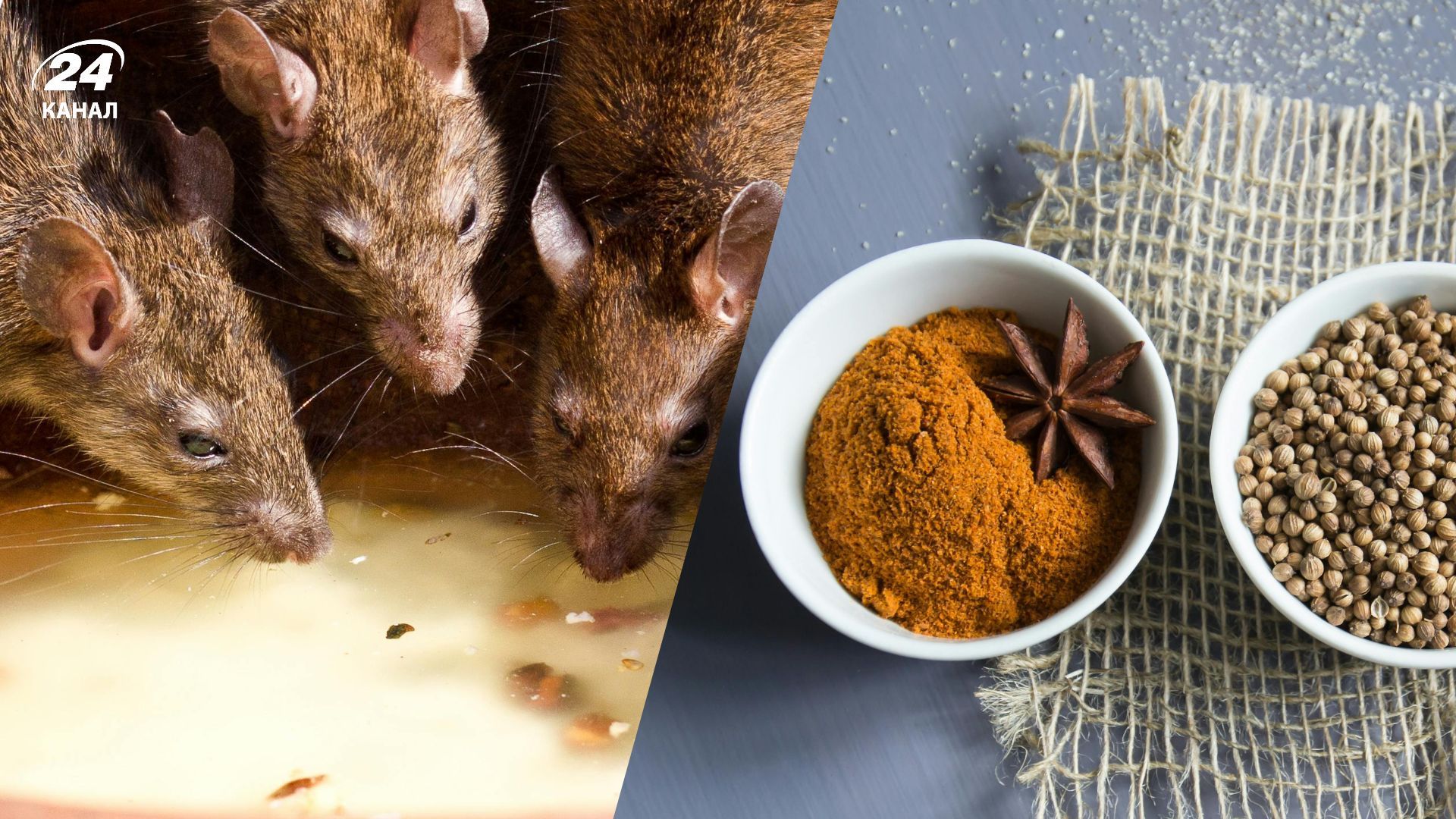 Є дієві методи, які відлякають щурів Є дієві методи, які відлякають щурів