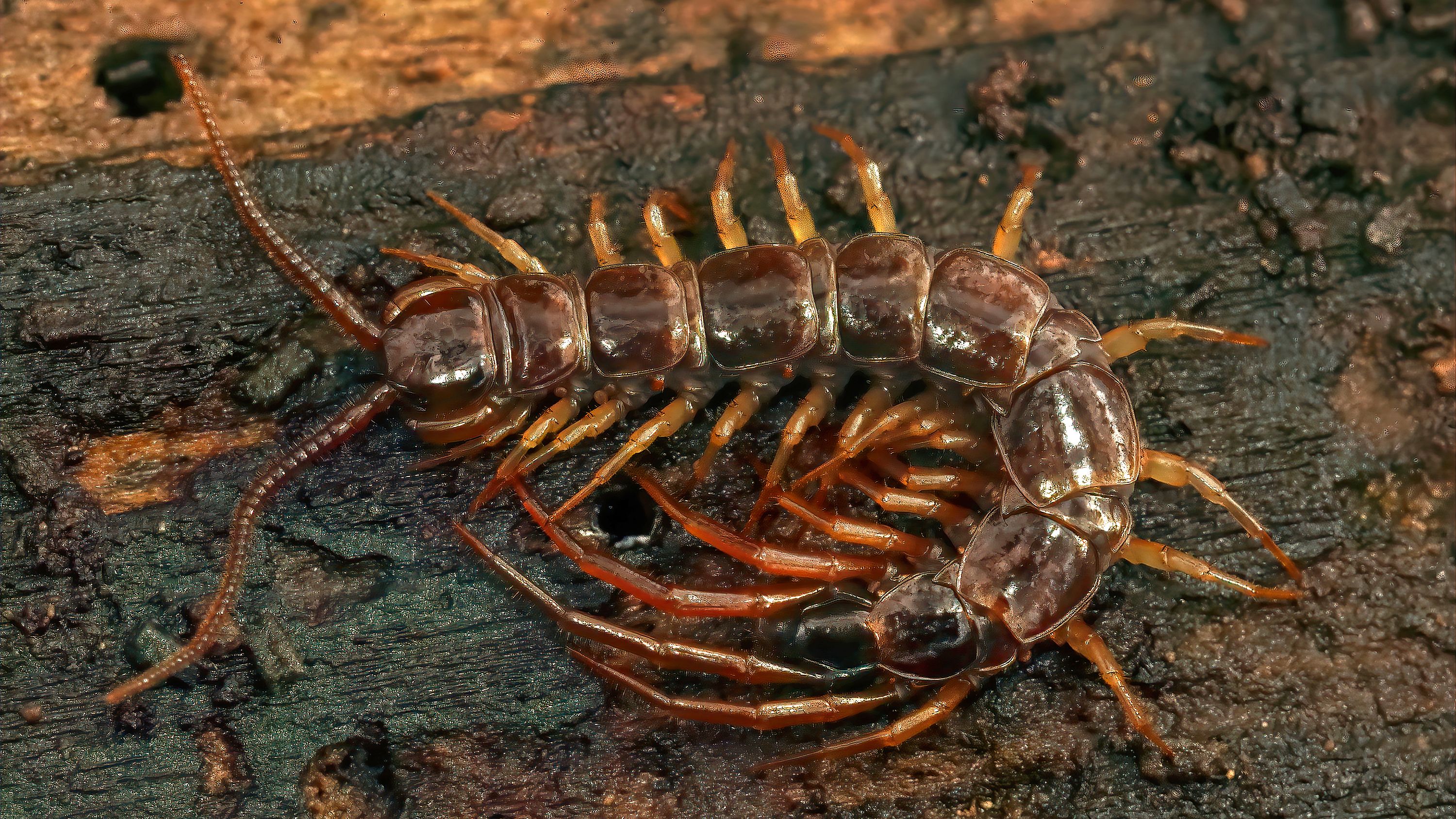 Способи виведення сколопендри з дому