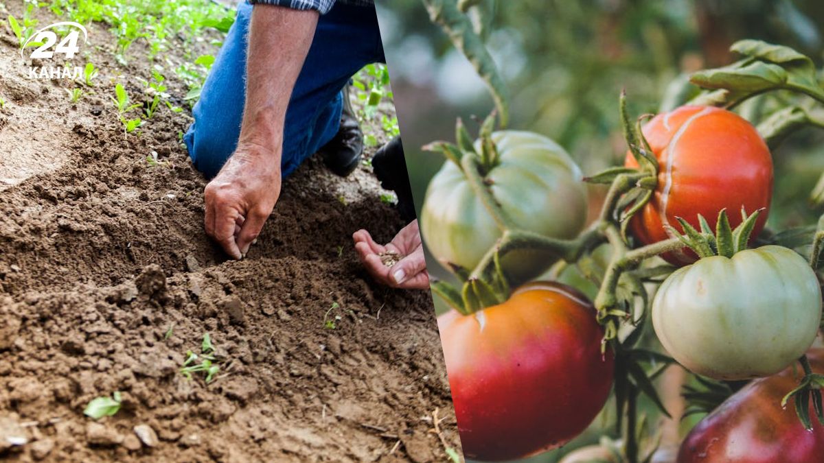 Помідори не можна садити після деяких культур Помідори не можна садити після деяких культур