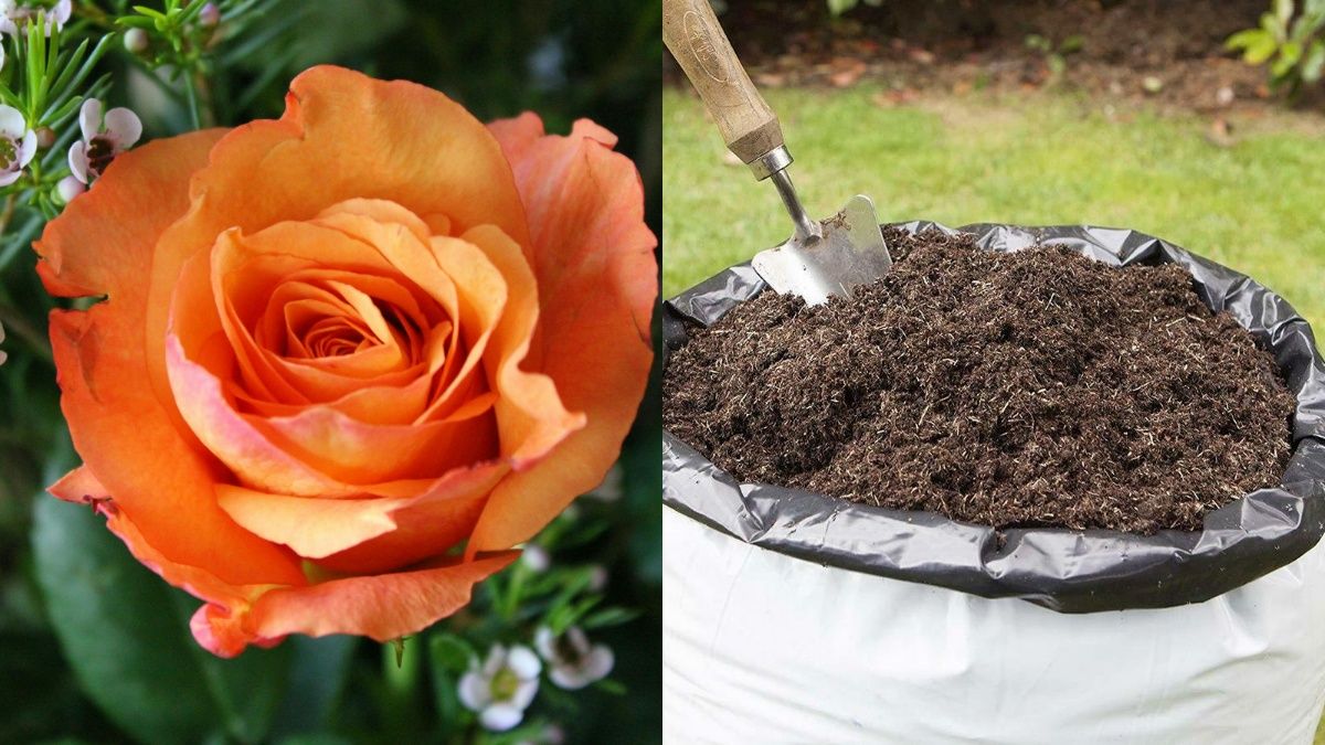 Простое действие с розами в феврале Простое действие с розами в феврале