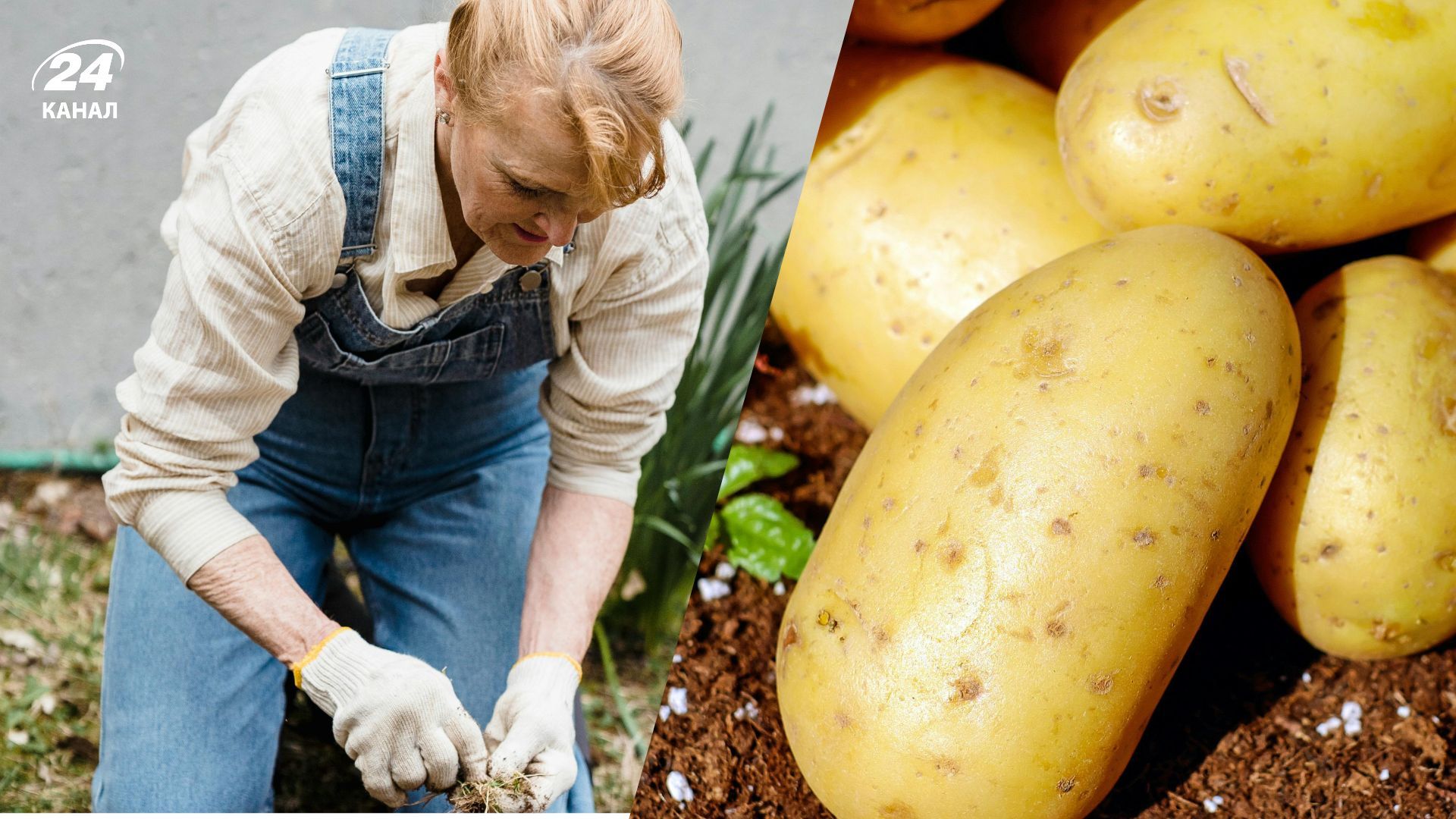 Дачники розповіли лайфхак для кращого росту картоплі Дачники розповіли лайфхак для кращого росту картоплі