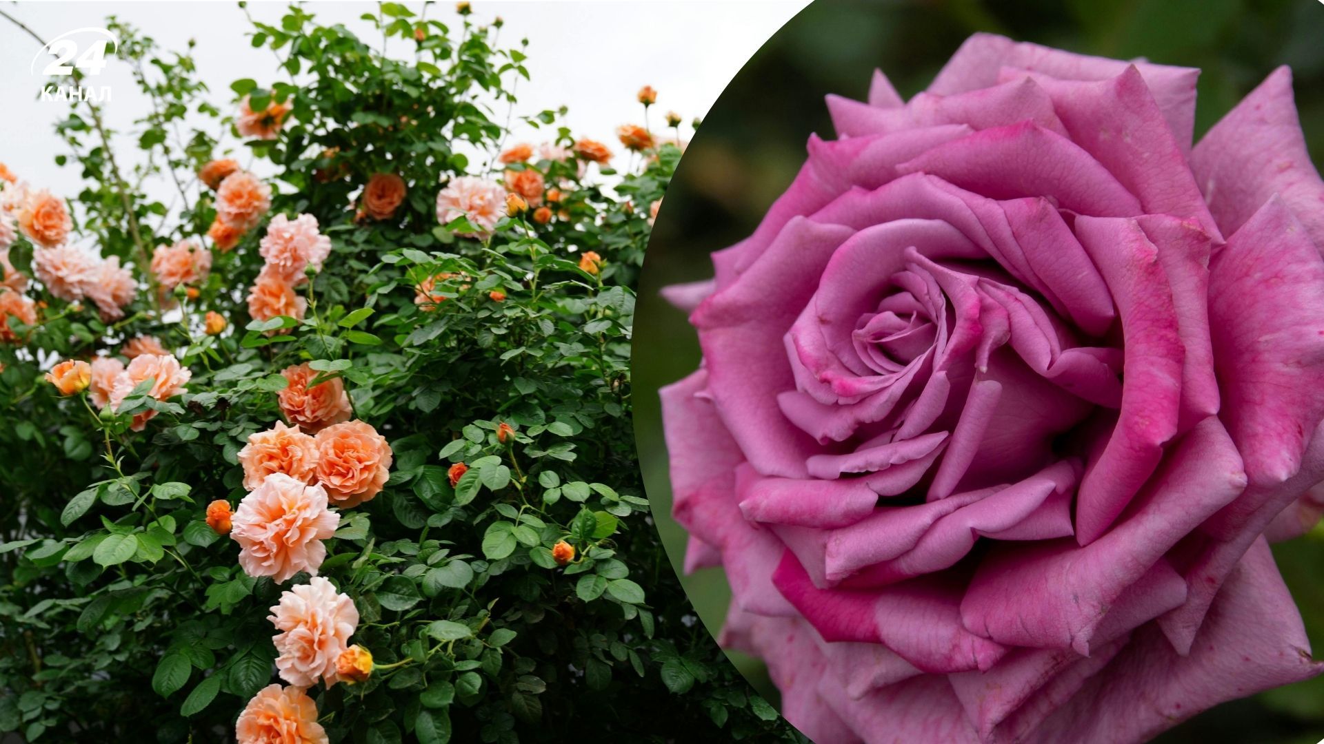 На початку весни треба обрізати певні троянди