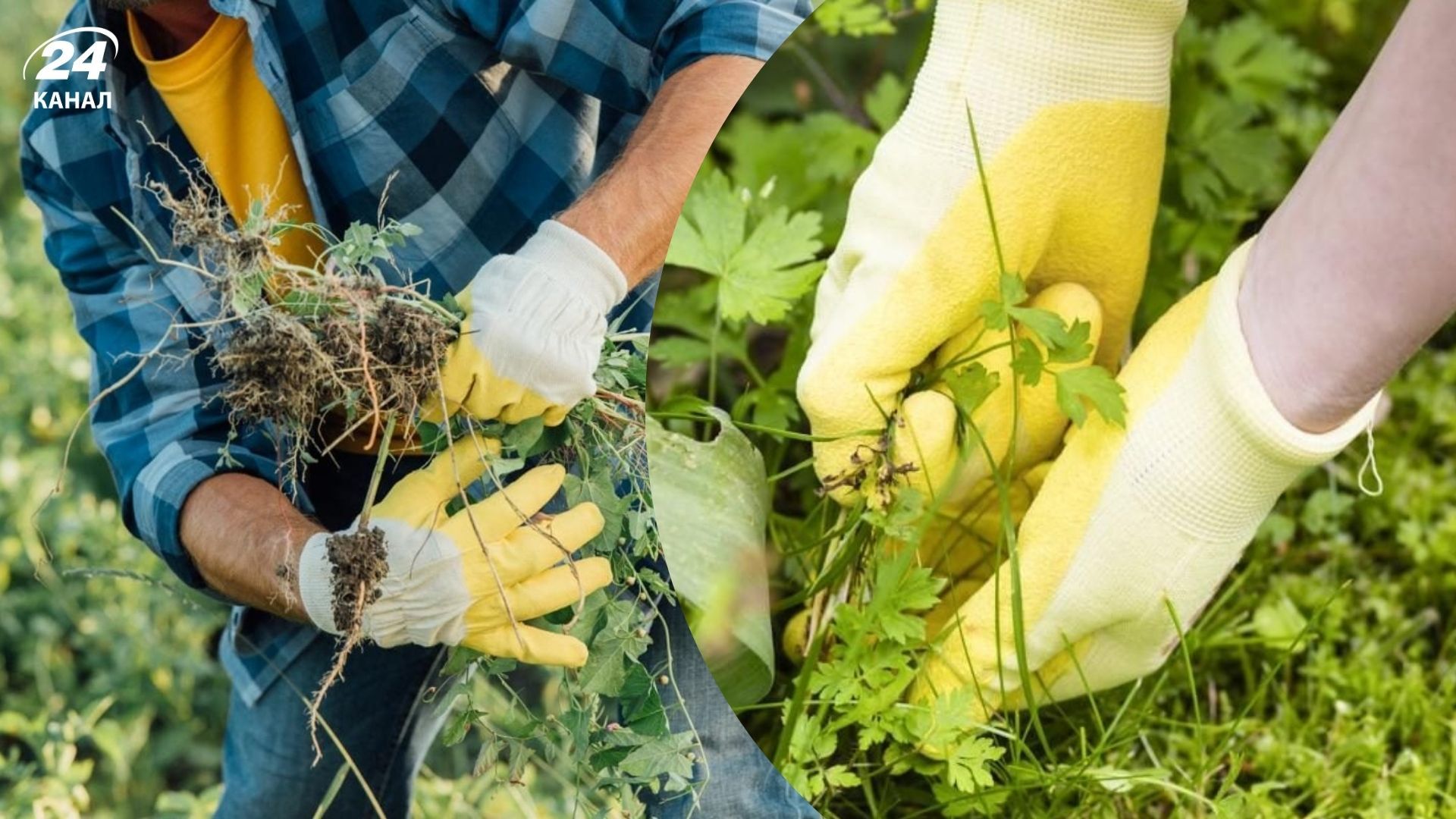 Простий лайфхак, який допоможе позбутися від бур'янів