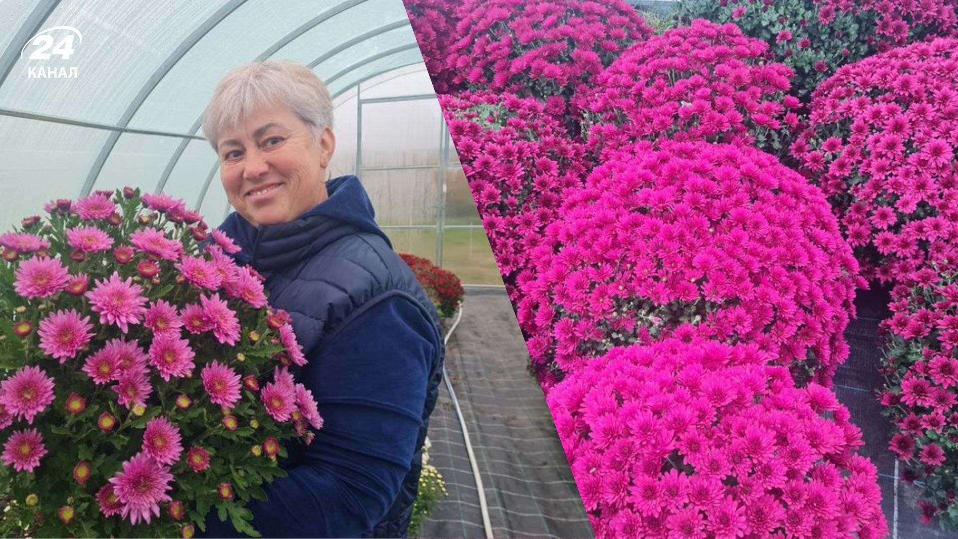 Садовница рассказала об уходе за хризантемами Садовница рассказала об уходе за хризантемами