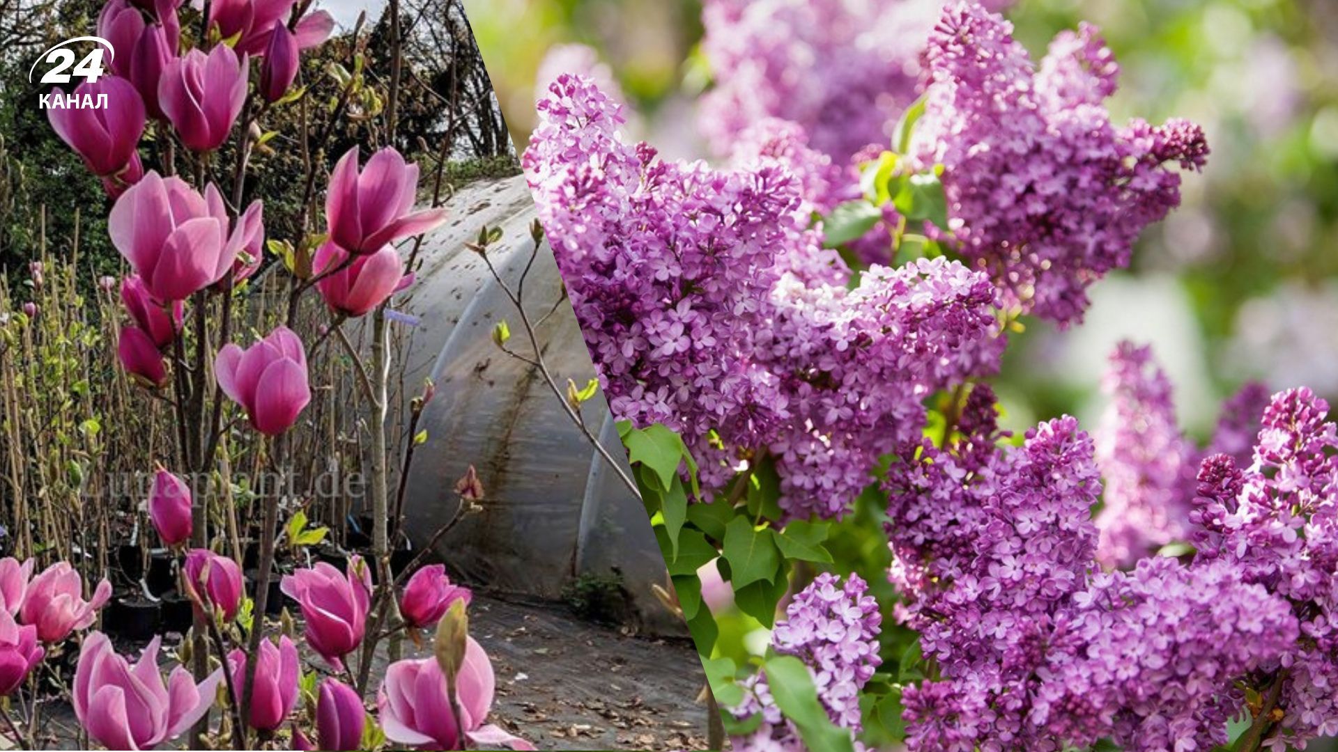 Список растений, которые нельзя обрезать весной