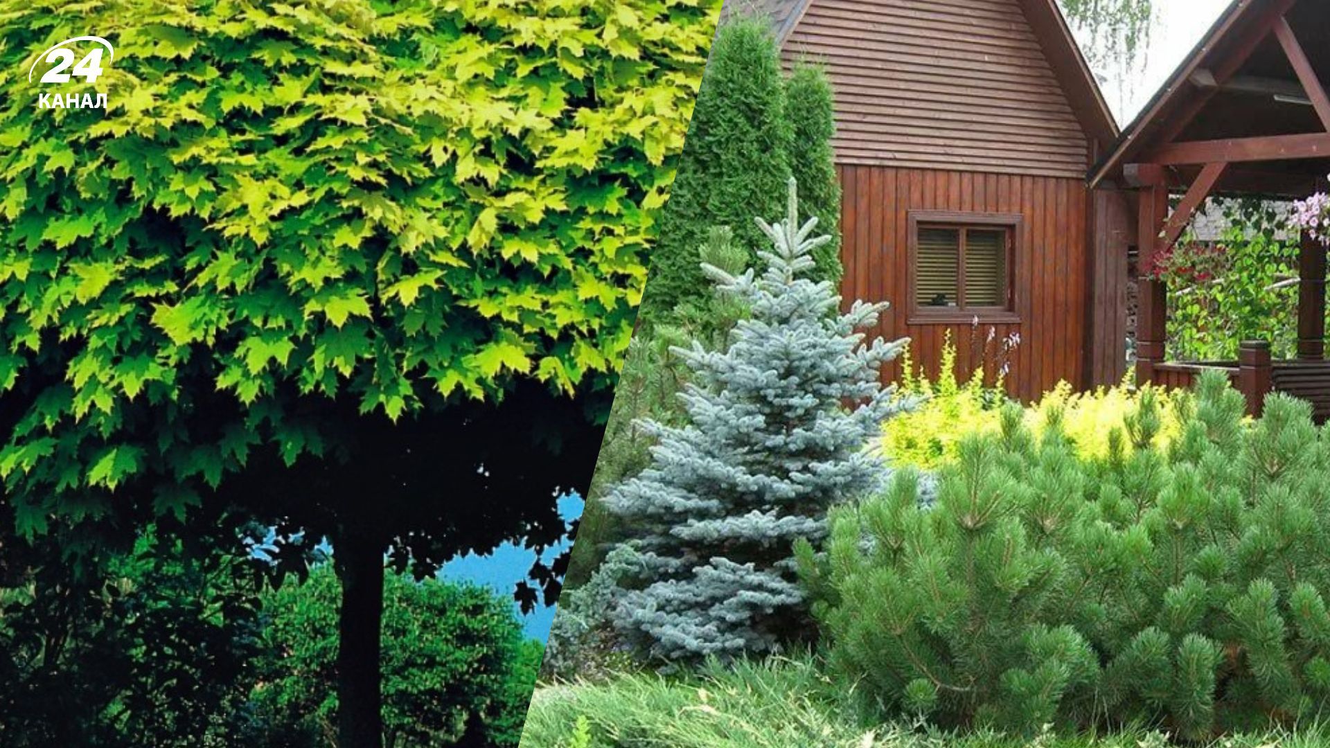 Некоторые растения не стоит сажать на участке