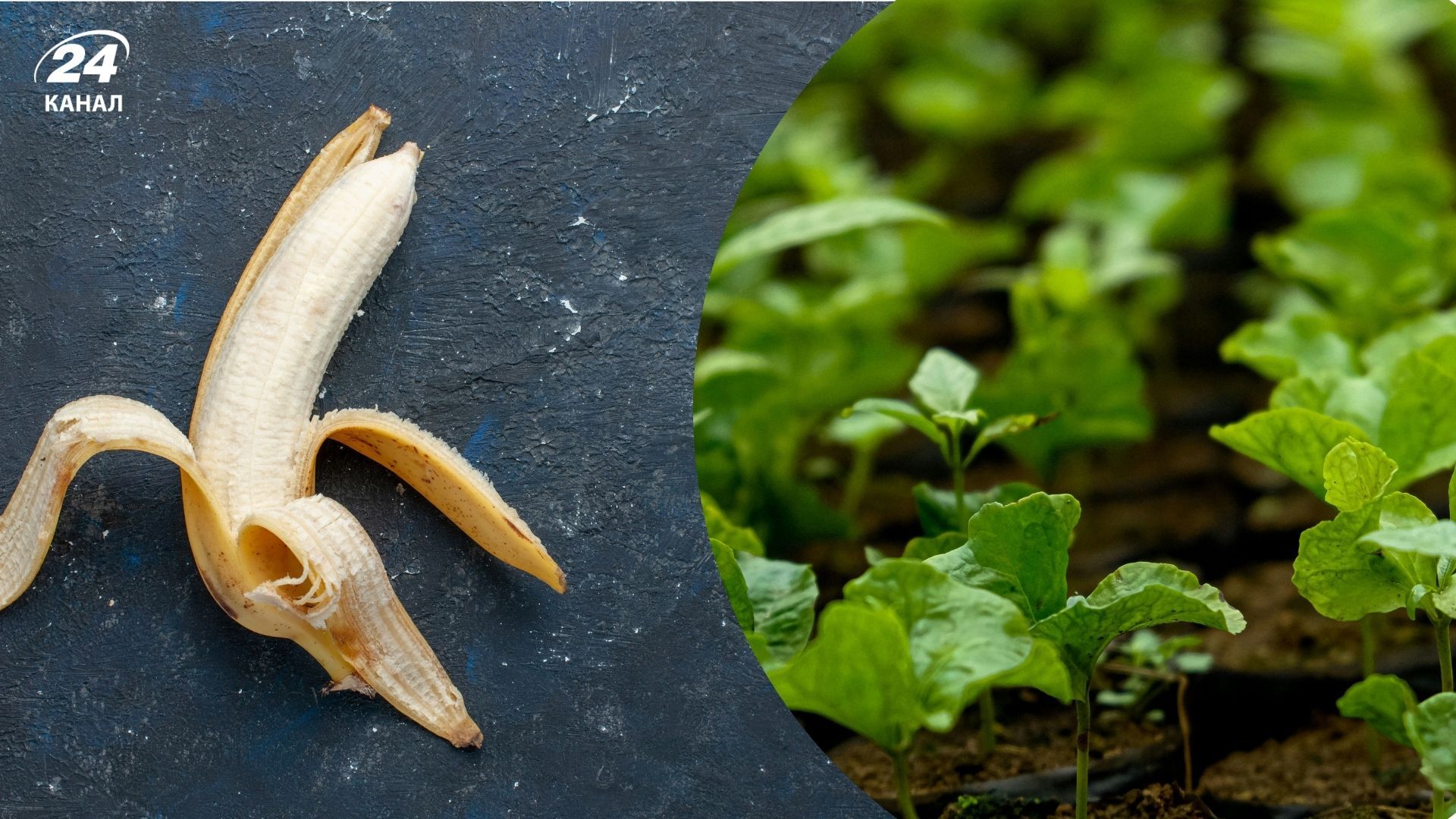 Кожуры бананов можно использовать в саду Кожуры бананов можно использовать в саду