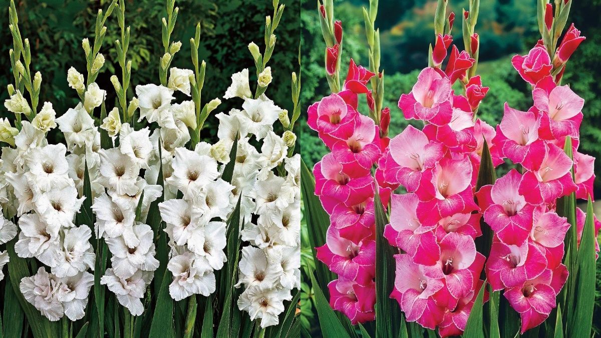 Гладіолуси стали найкращими цибульковими рослинами