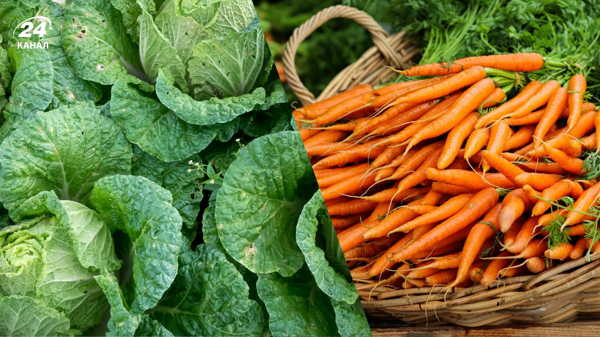 Сівозміна добре впливає на вирощування овочів