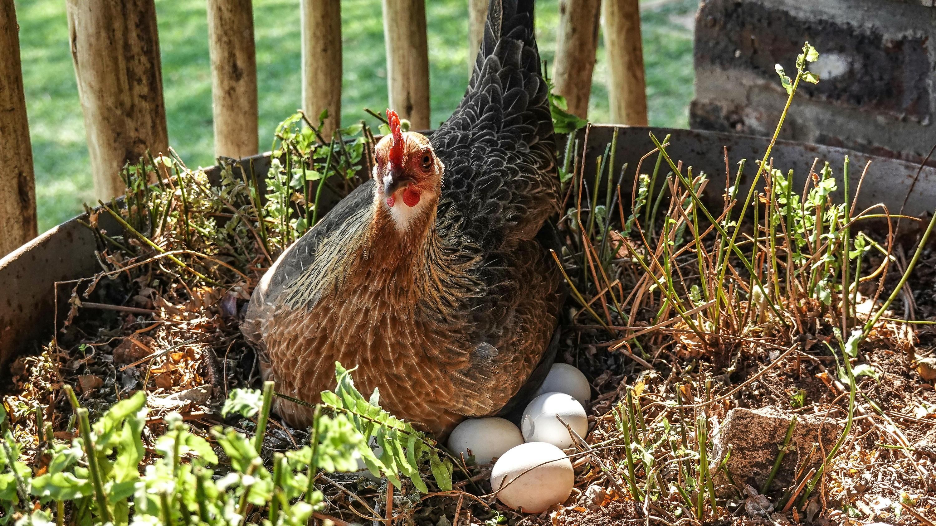 Курям потрібно забезпечити повноцінний раціон Курям потрібно забезпечити повноцінний раціон