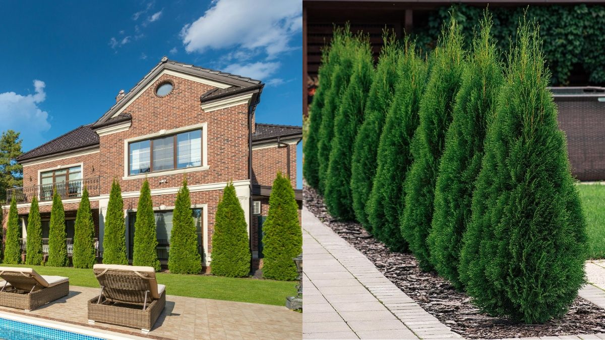 Туи не советуют высаживать возле дома Туи не советуют высаживать возле дома