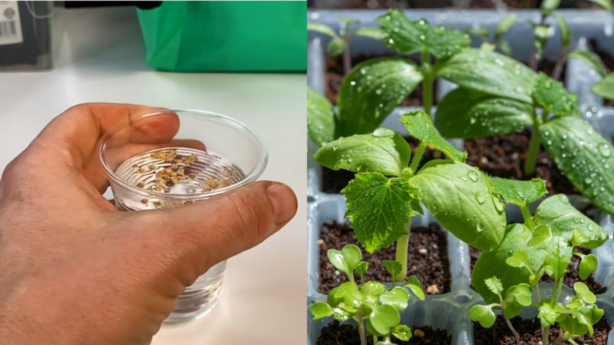 Дієвий розчин, який допомагає насінню зійти 