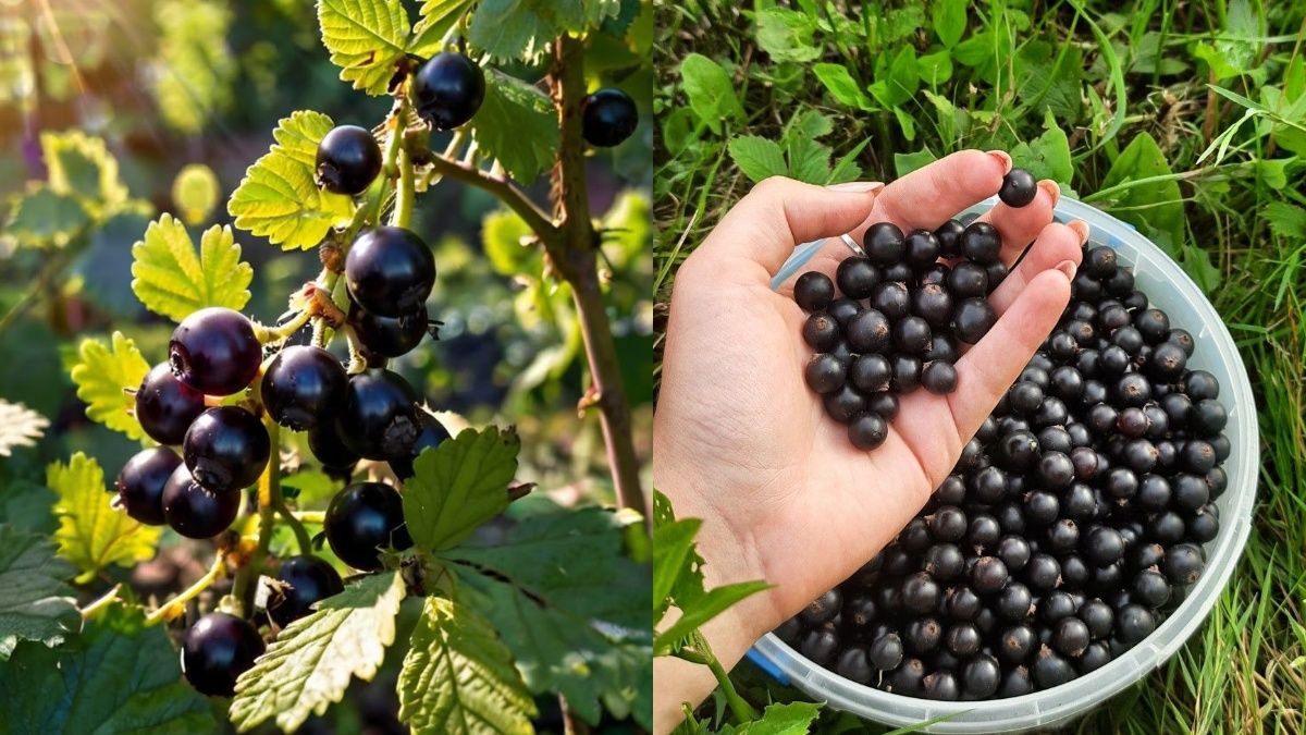 Подкормка смородины, которая улучшит урожай