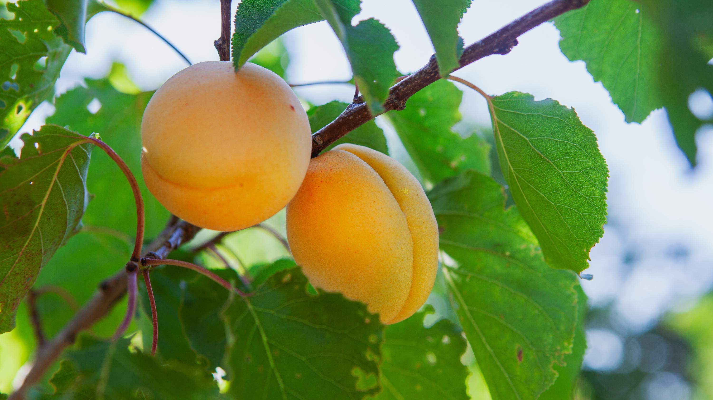 Обрезка весной должна быть минимальной