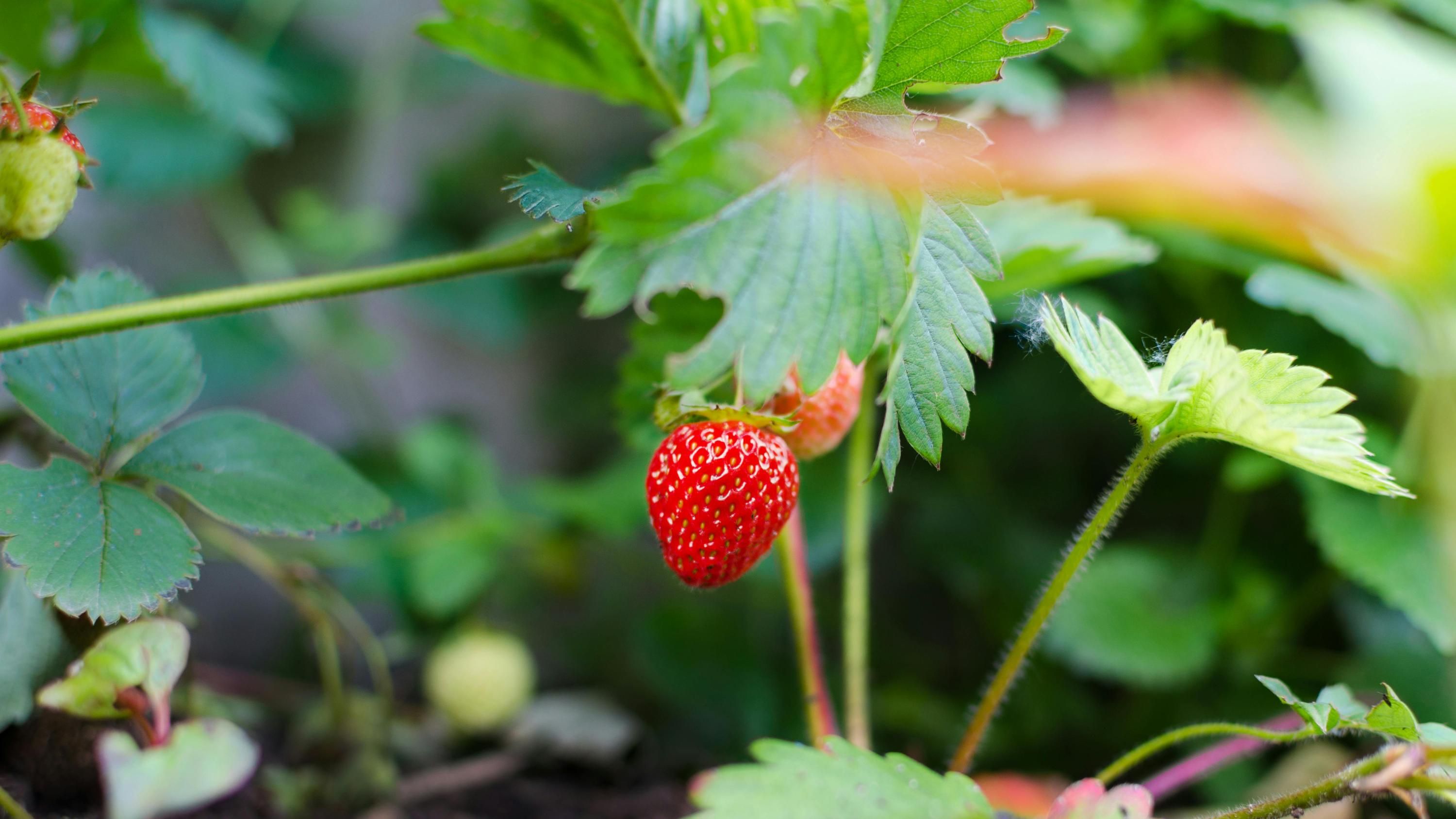 Подкормки для клубники в начале марта Подкормки для клубники в начале марта