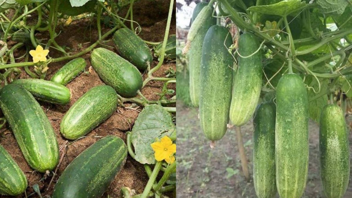 Огірки можна вирощувати японським методом