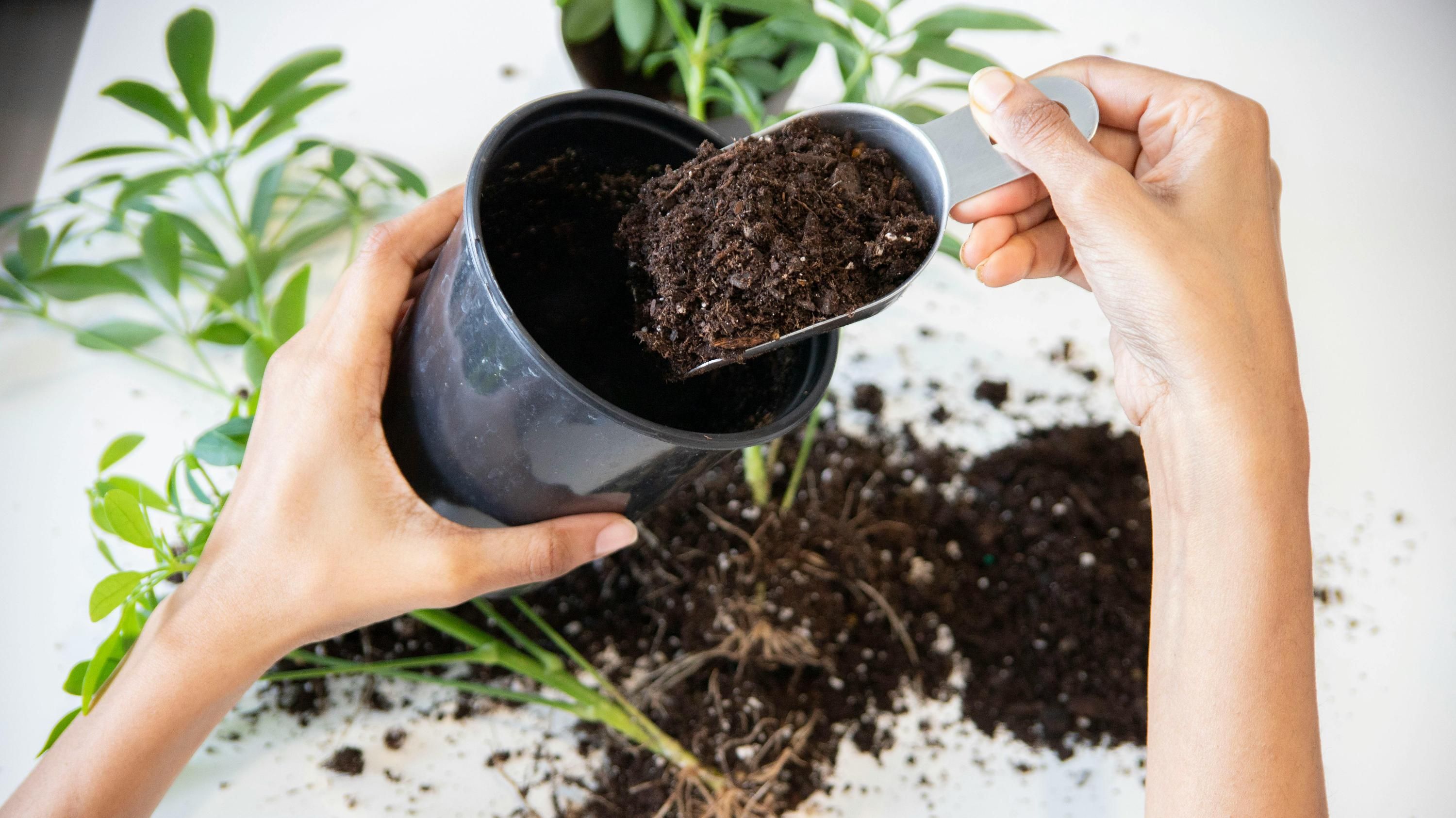 Рослинам необхідний якісний ґрунт Рослинам необхідний якісний ґрунт