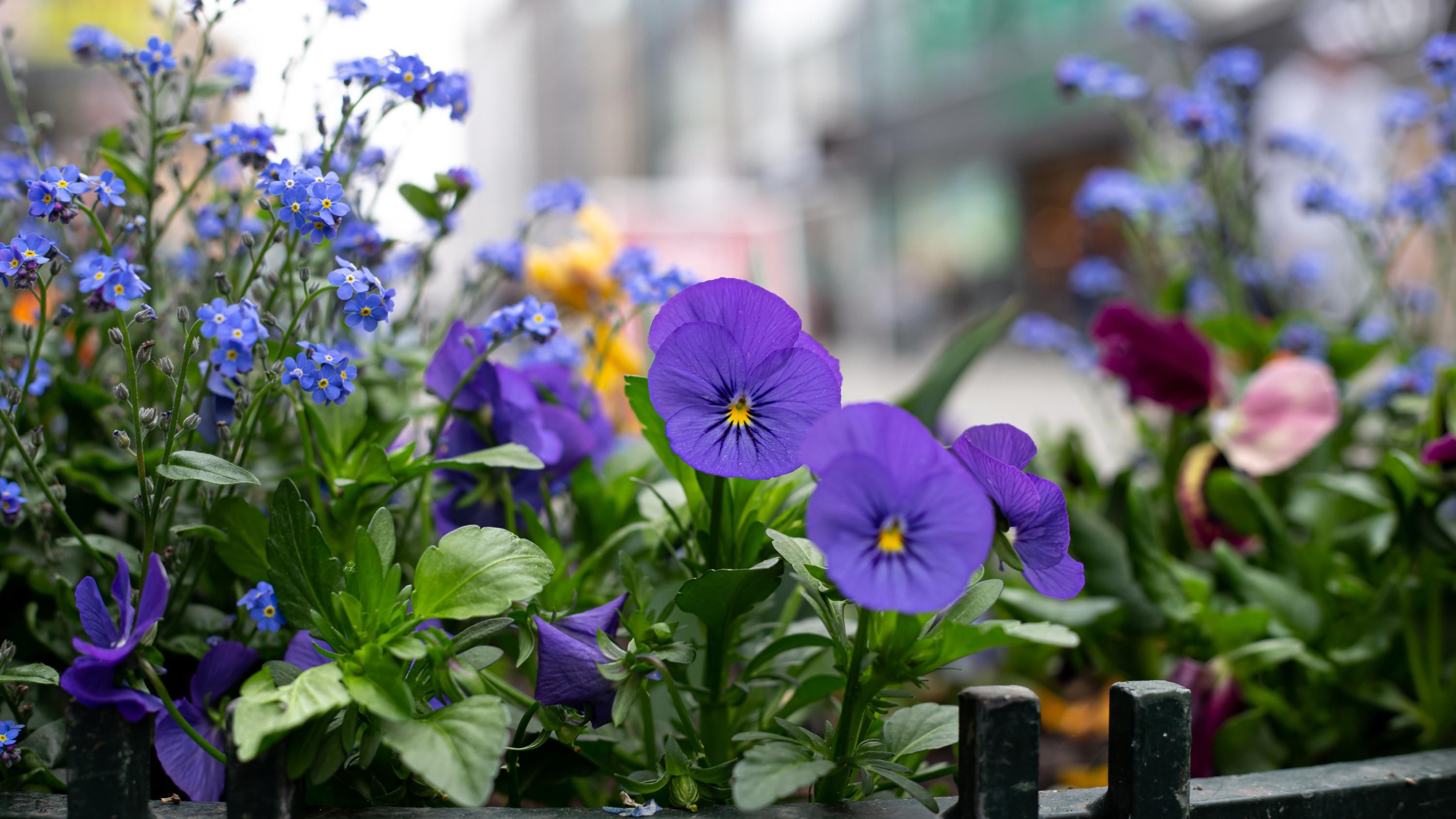 Корисне підживлення для фіалок