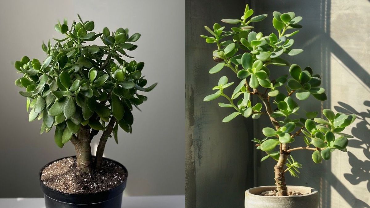 Правила обрезки денежного дерева Правила обрезки денежного дерева