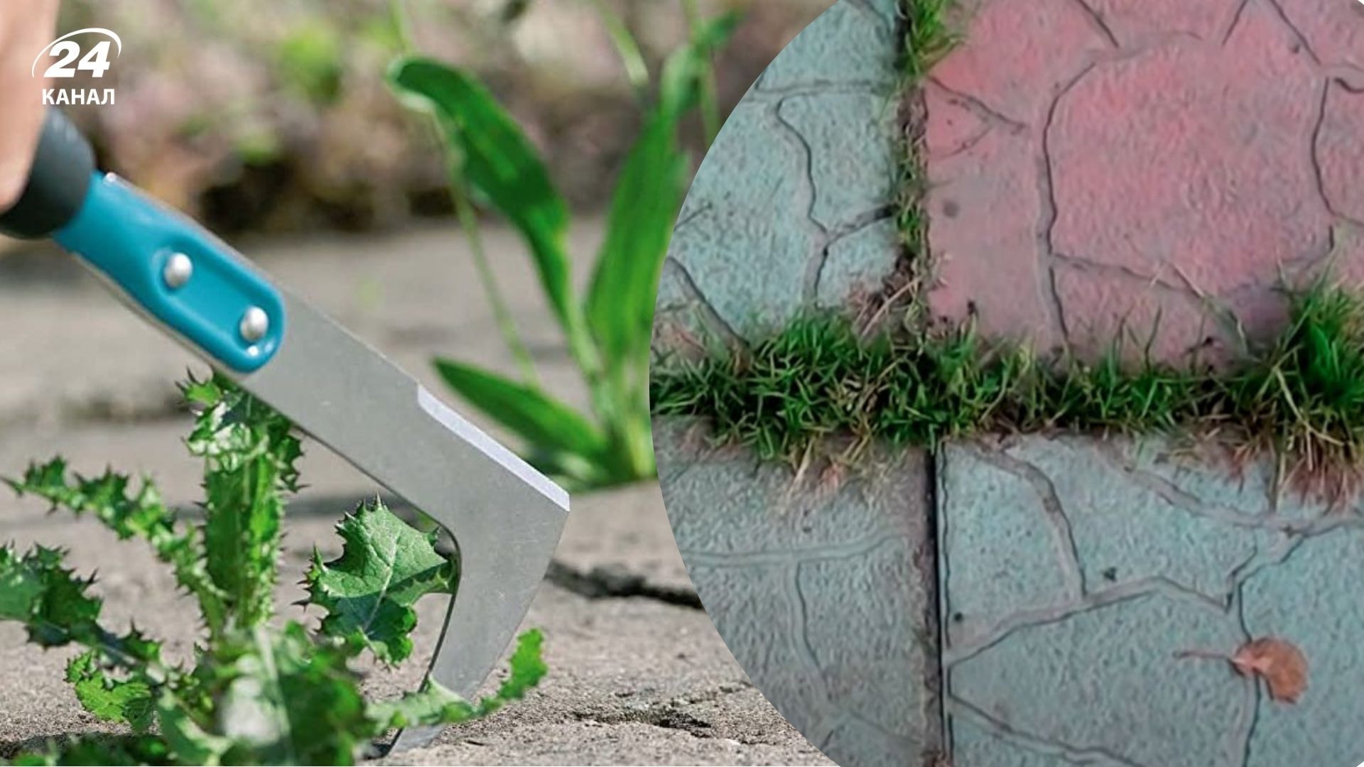 Простой метод помогает избавиться от сорняков Простой метод помогает избавиться от сорняков