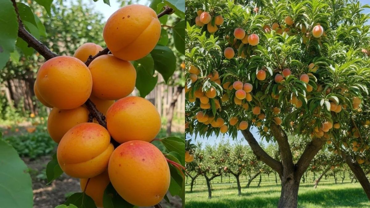 Простий спосіб покращення урожаю завдяки обрізці