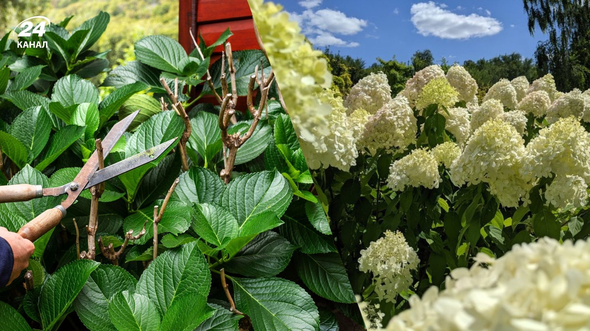 Названо лучшее время для обрезки кустов